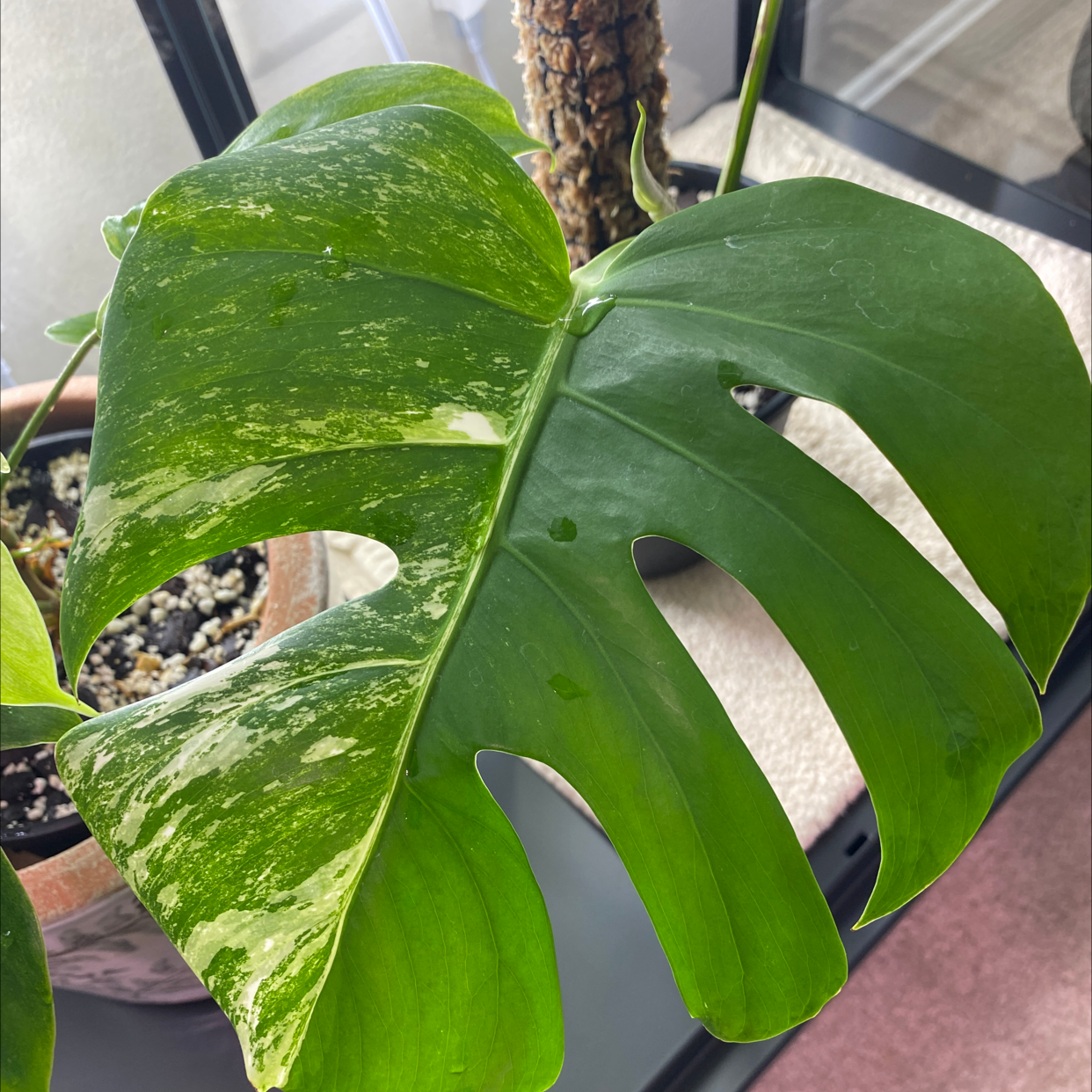 Monstera 'Albo' with a large, variegated leaf. Soil is visible.