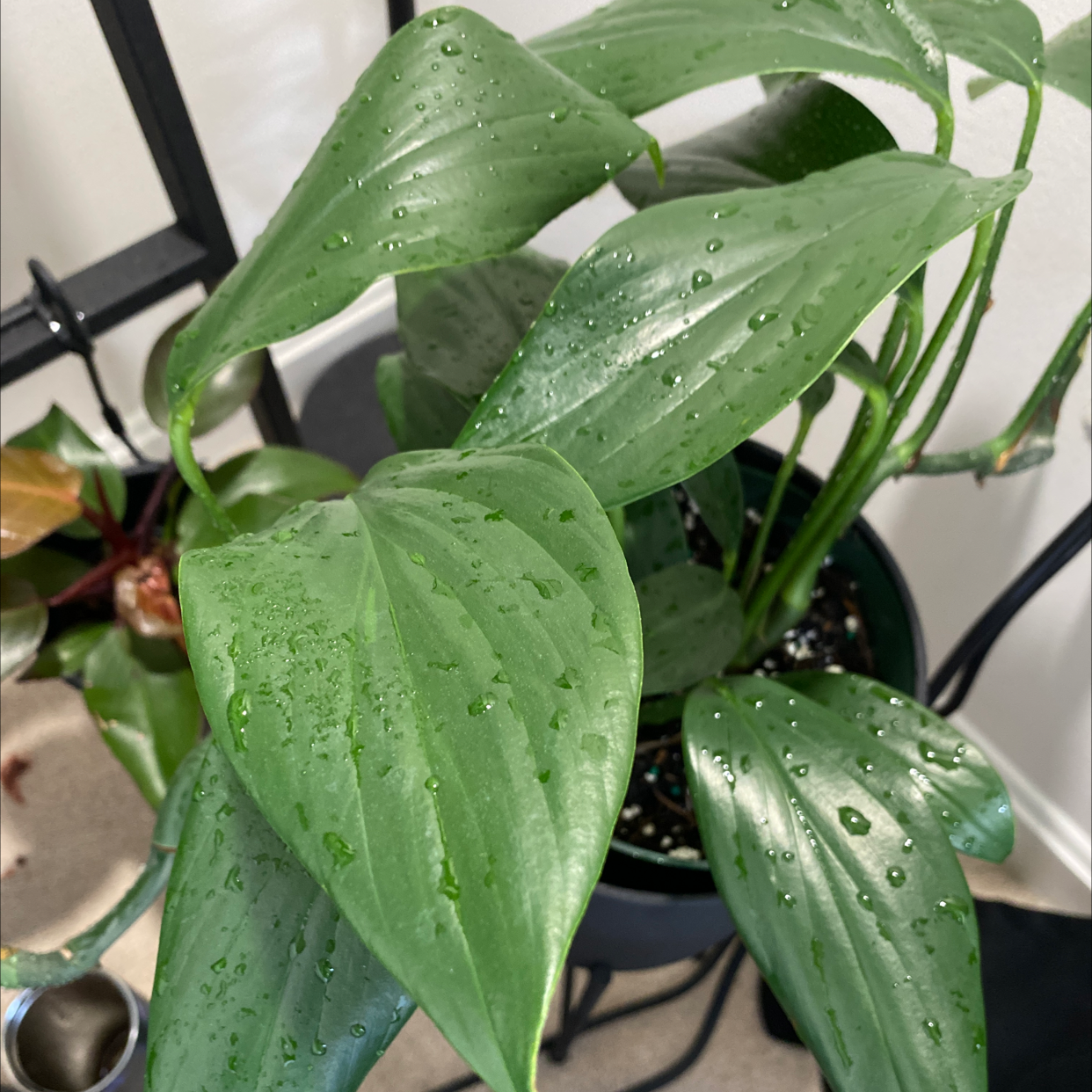 Healthy Rhaphidophora decursiva plant with vibrant green leaves and water droplets.