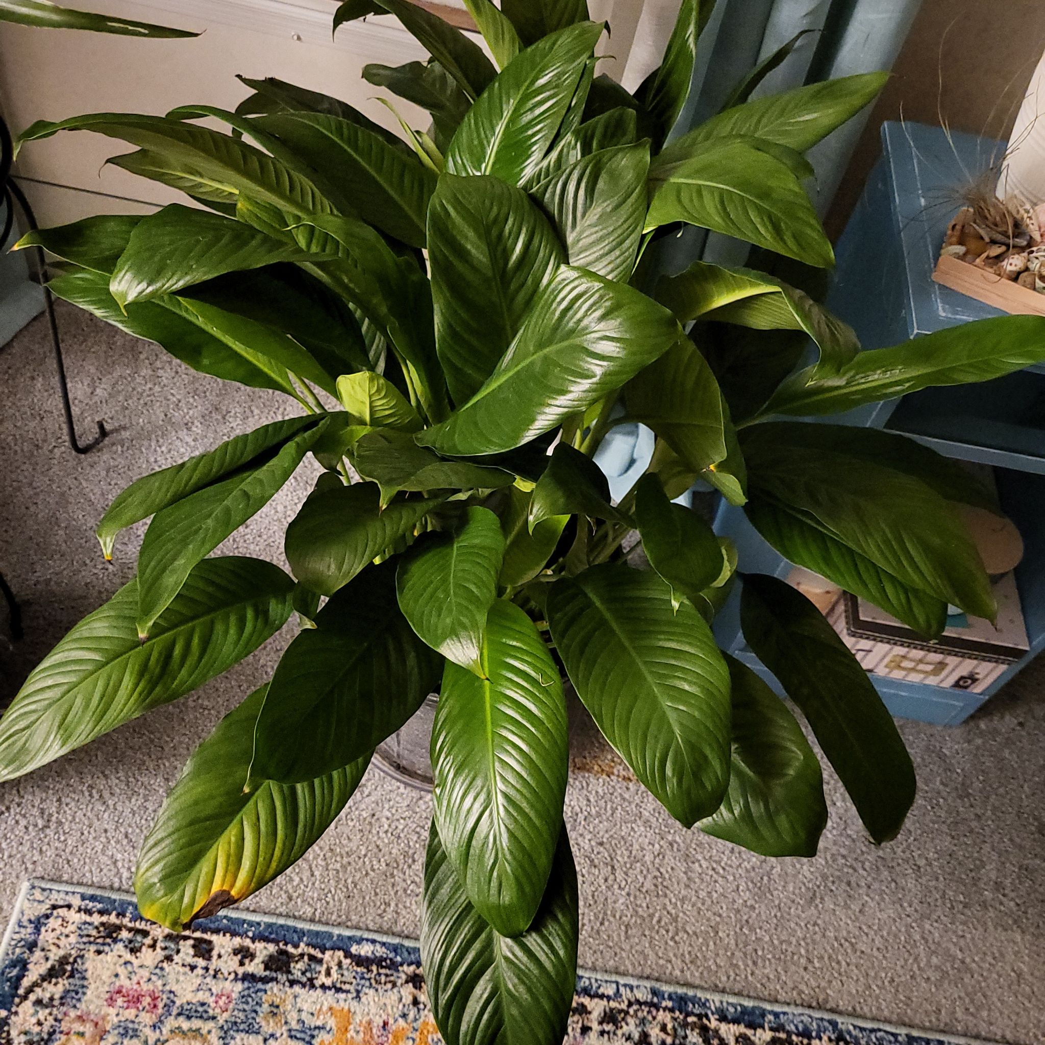 Healthy Sensation Peace Lily with lush, green leaves.