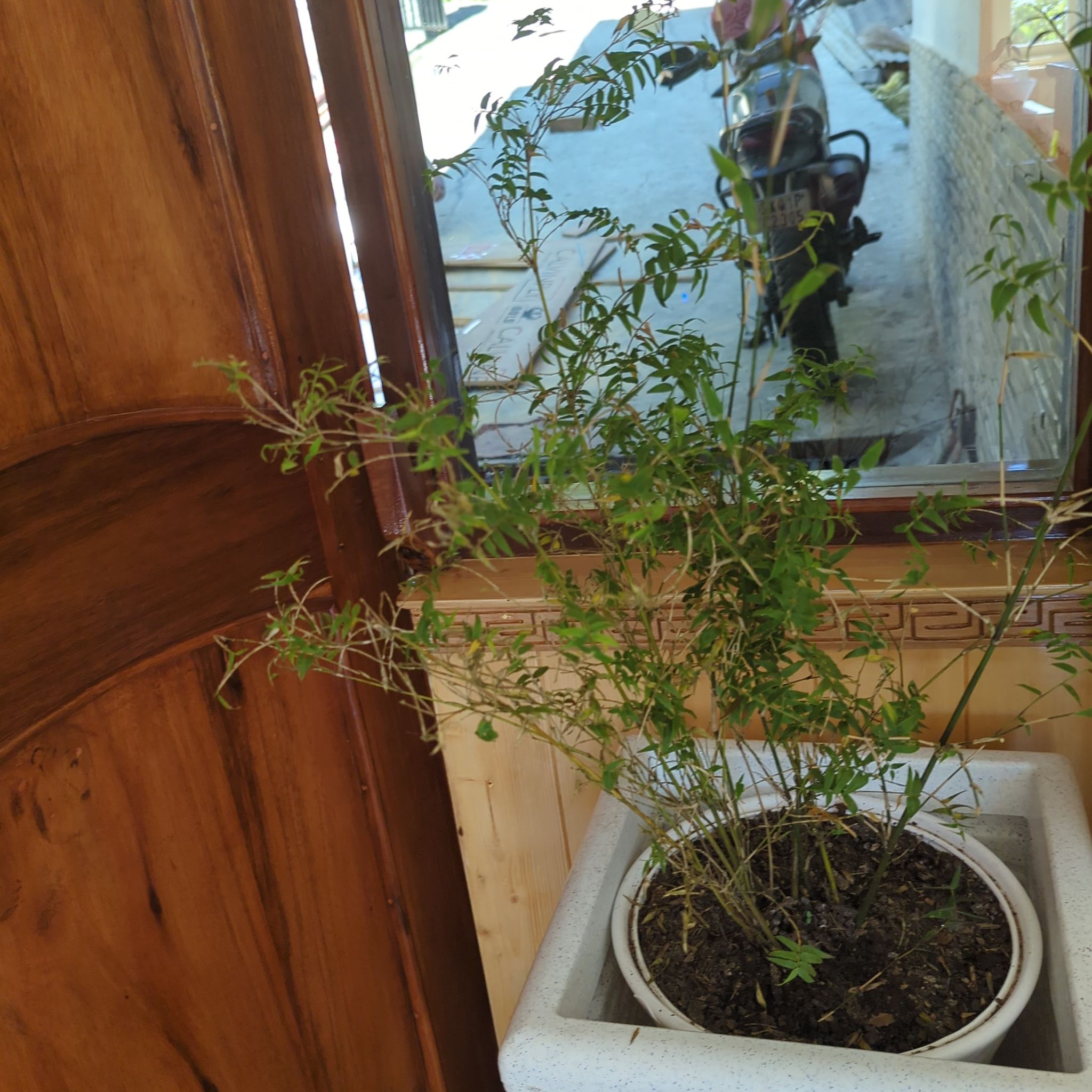 Potted White Jasmine plant indoors near a window with some yellowing and browning leaves.