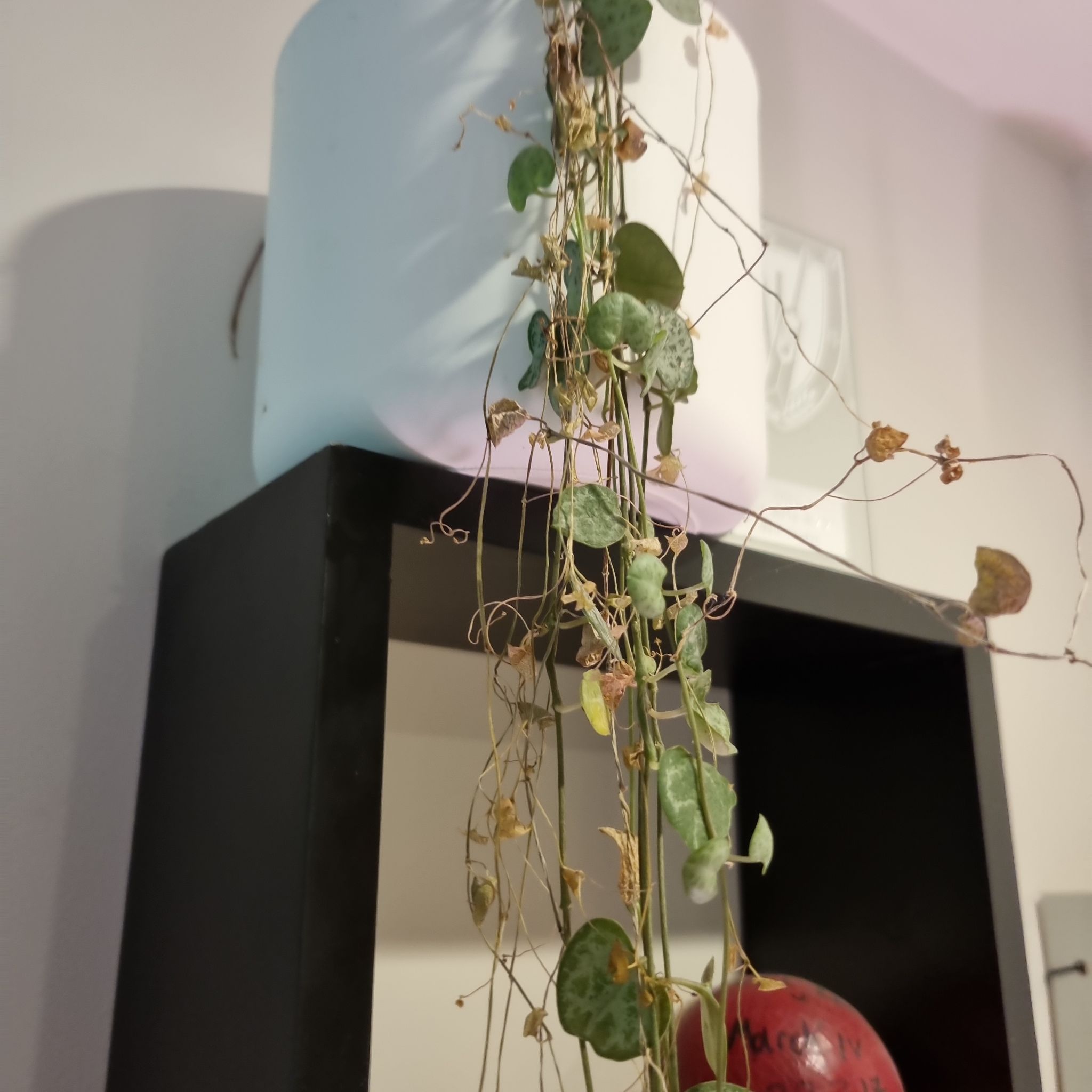 Photo of the plant species String of Hearts by @CozyOleander named Harry on Greg, the plant care app