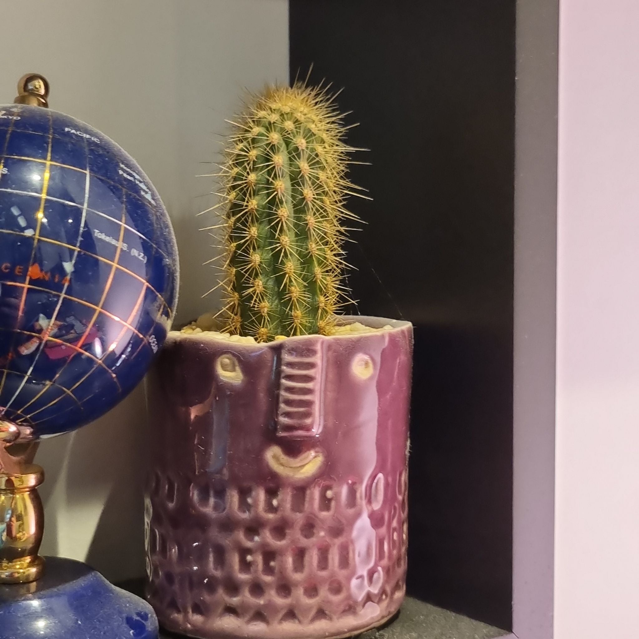 Photo of the plant species Golden Torch by @CozyOleander named Remington on Greg, the plant care app