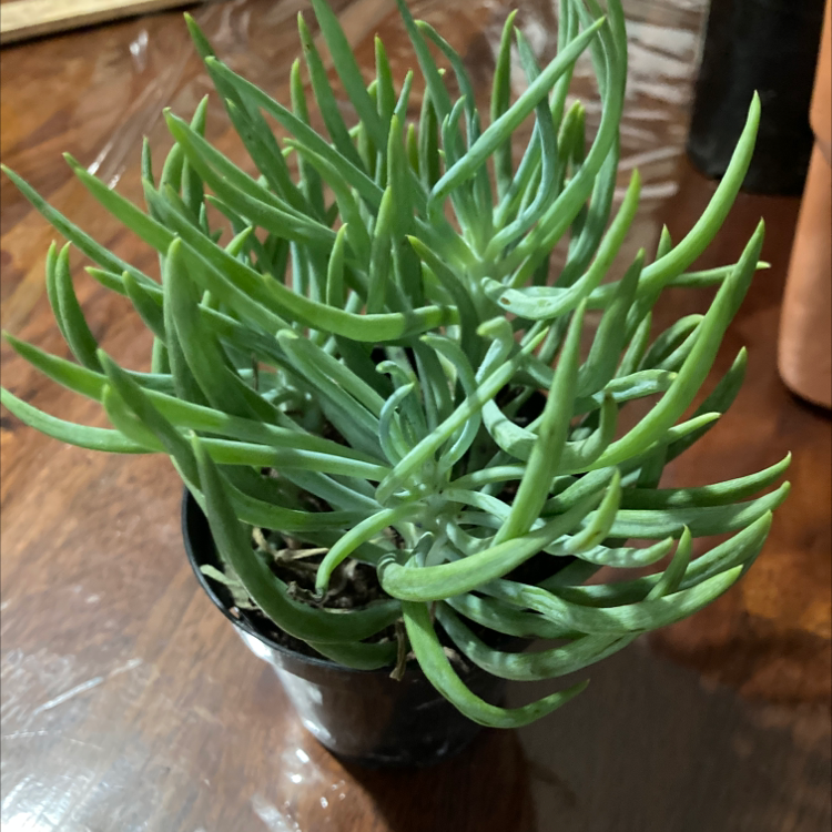 Potted Narrow-Leaf Chalk Sticks plant with healthy green leaves.