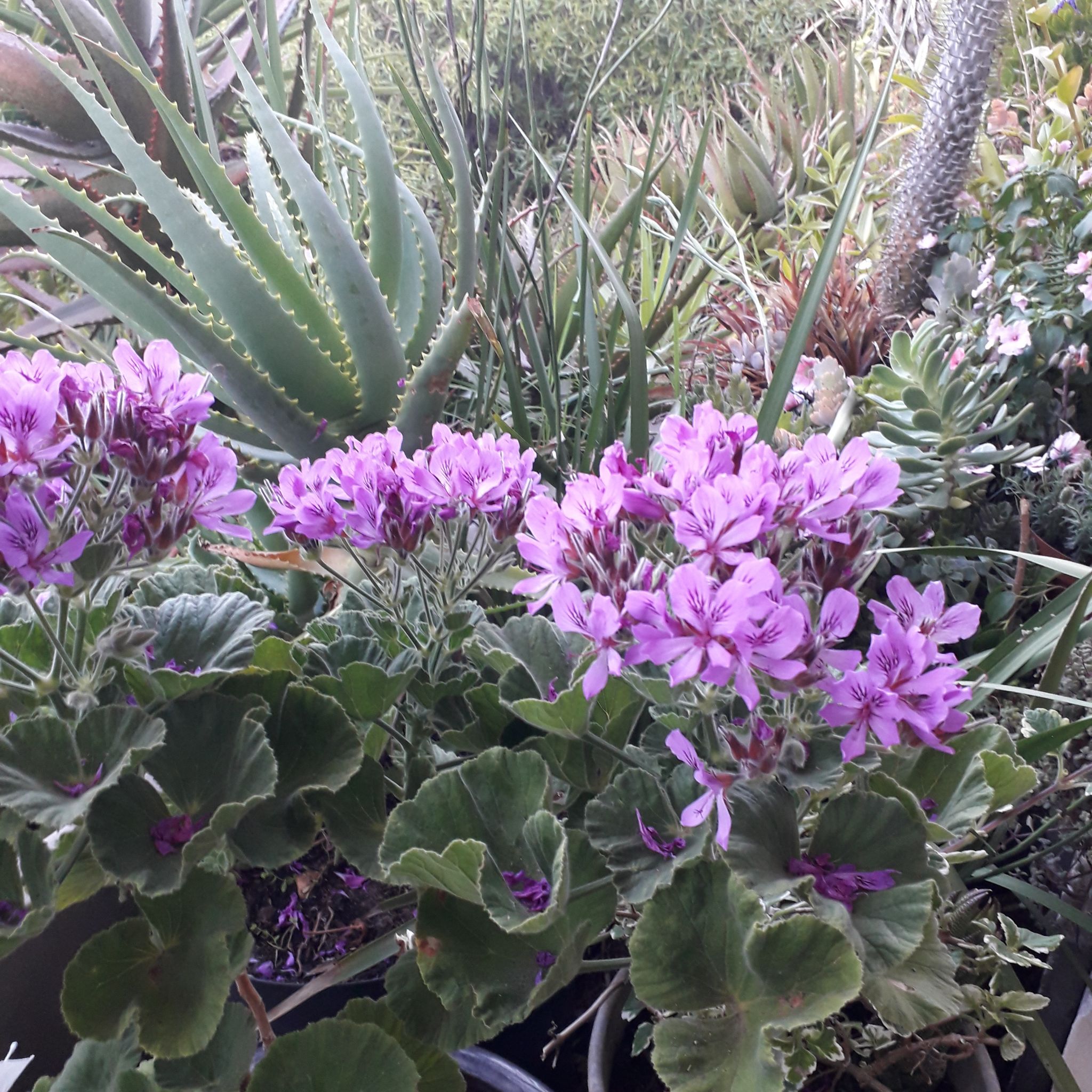 Geranium