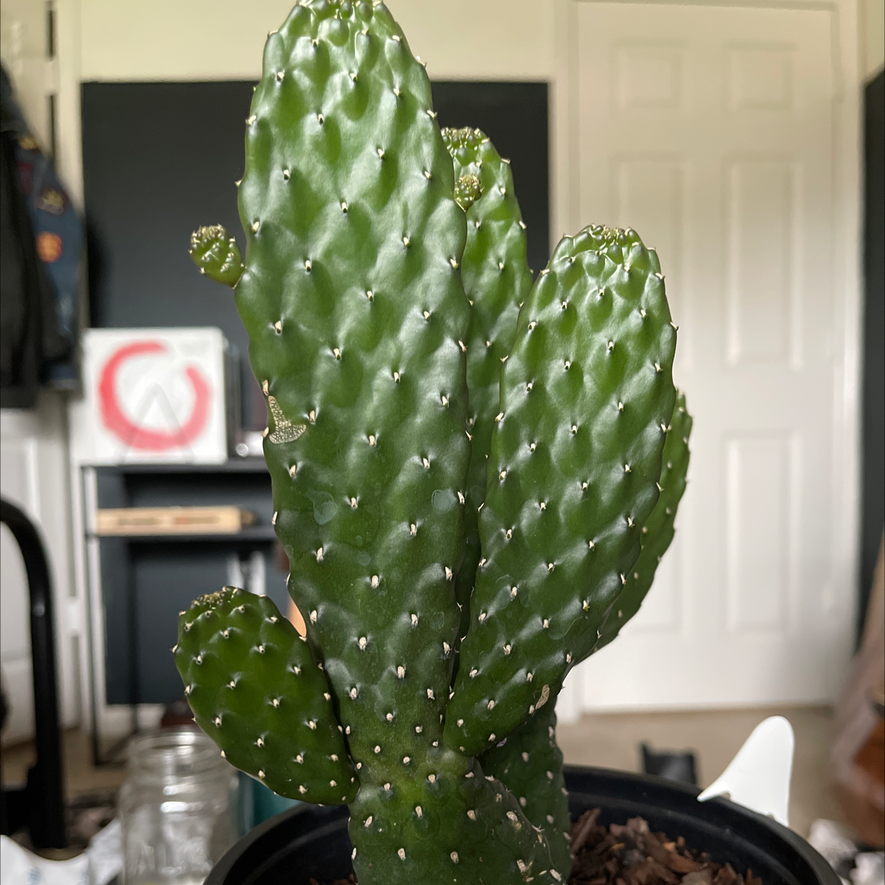 Healthy Brittle Prickly Pear cactus with green pads in a pot.