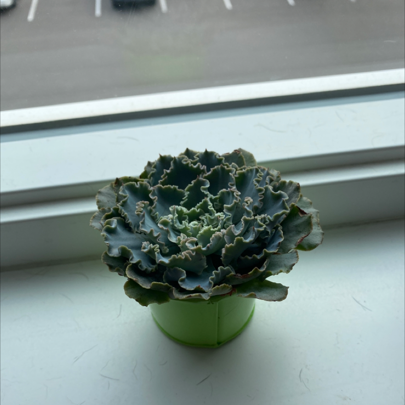 How to Propagate Your Wild Cabbage