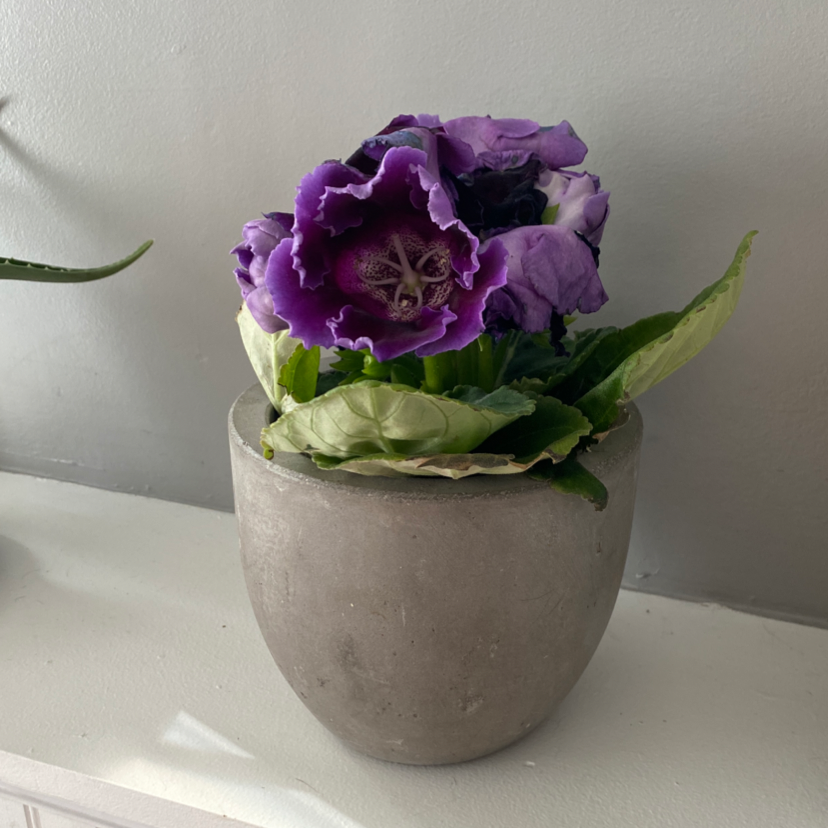Potted Florist's gloxinia with vibrant purple flowers and green leaves.