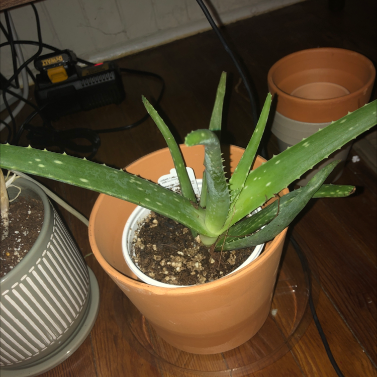 Photo of the plant species Korean Melon by Sydney named Einstein on Greg, the plant care app