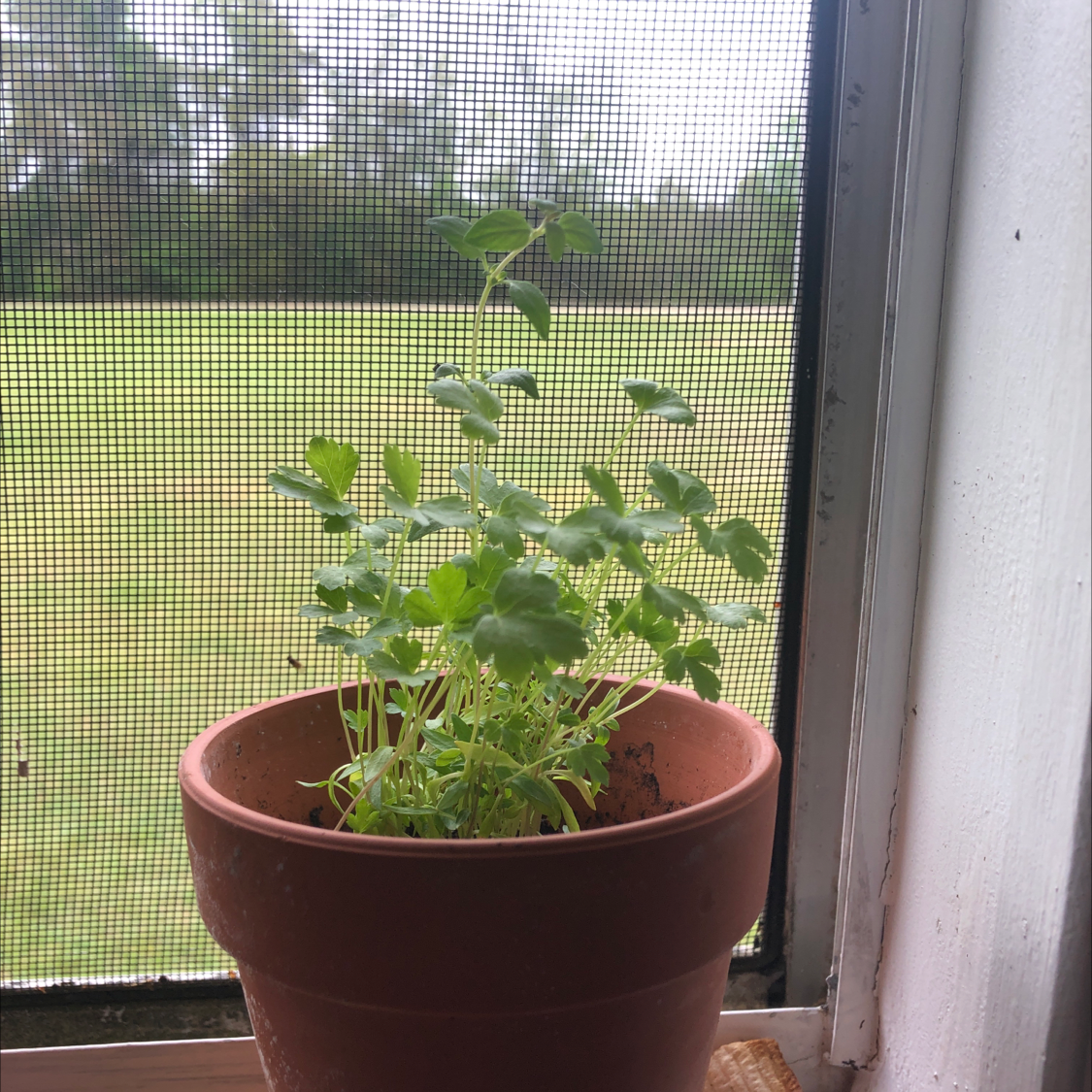 Potted Common Columbine plant near a window with green leaves and no visible flowers.