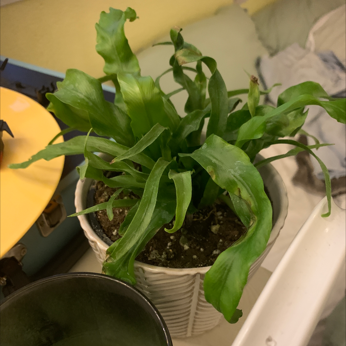 Healthy Bird's Nest Fern in white plastic pot with lush green rippled fronds, held by human hand, soil is moist.