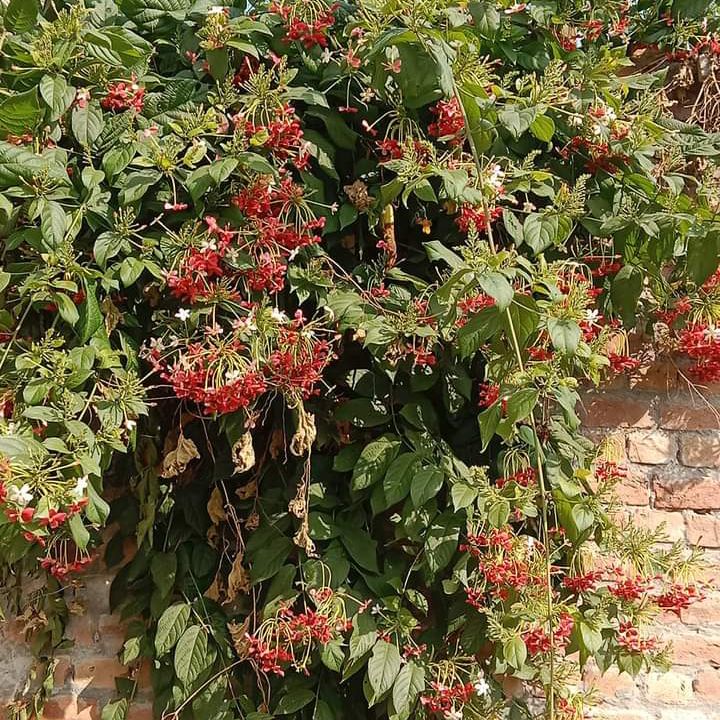 Plant care for Red Bush Tree on Greg, the plant care app