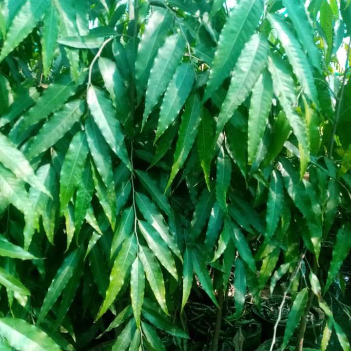 Photo of the plant species False Ashok by @VipPygmyiris named Ulta shuka on Greg, the plant care app