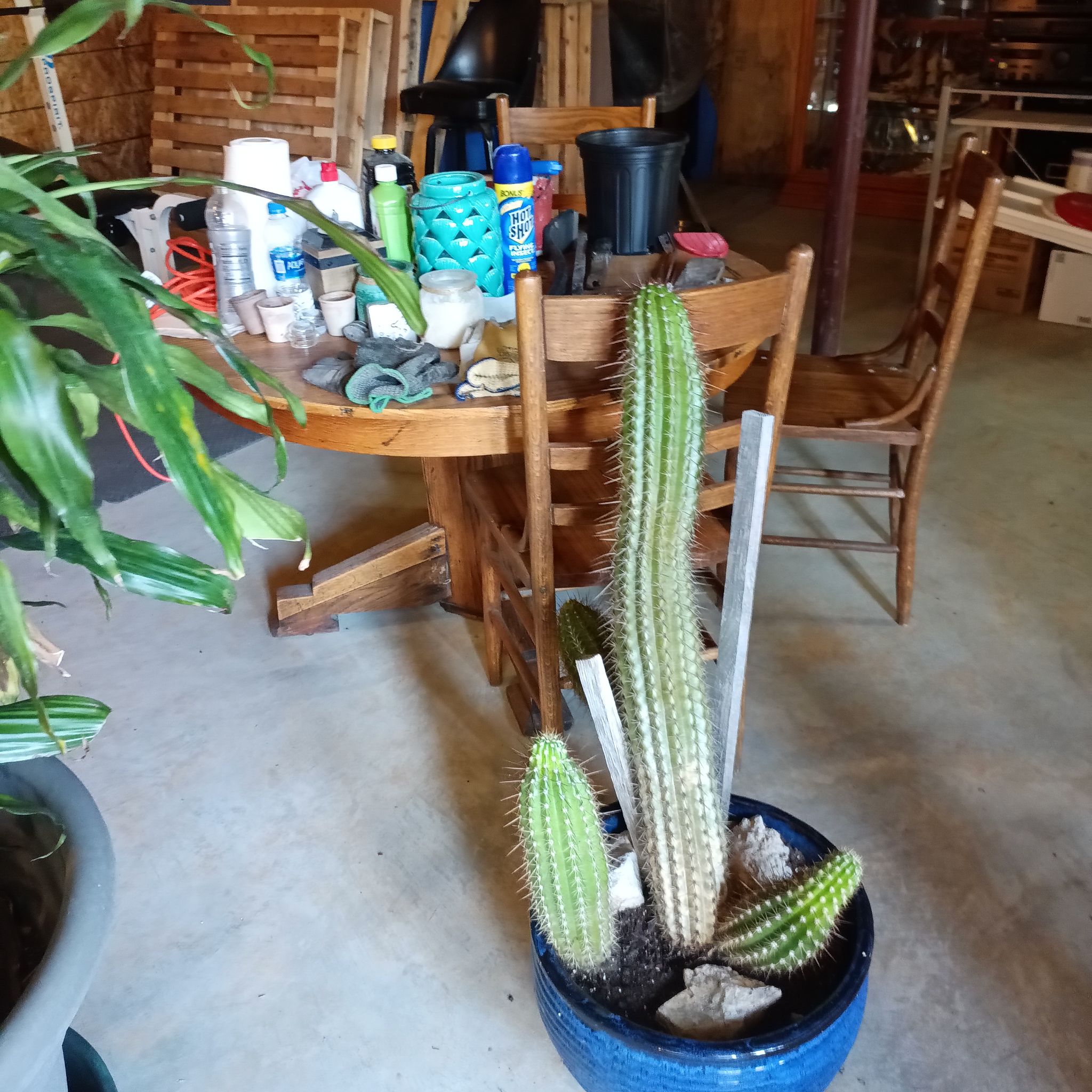 Photo of the plant species Coryphantha pallida by @YeveGuzmania named Sonora on Greg, the plant care app