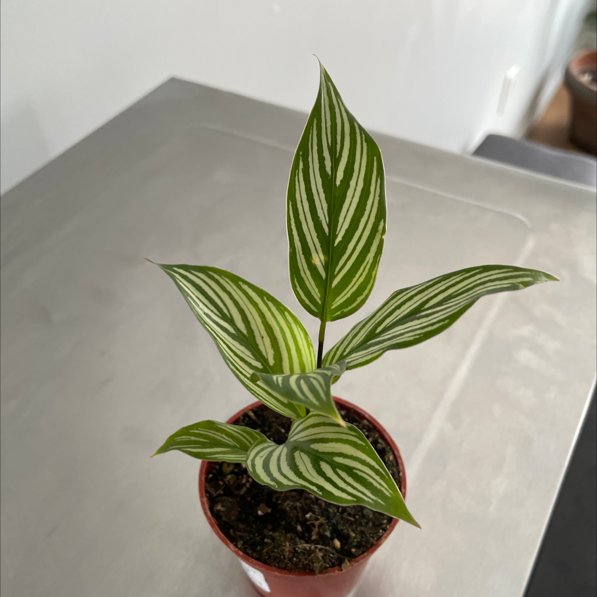 Calathea Vittata plant in a small pot with distinctive white-striped leaves.