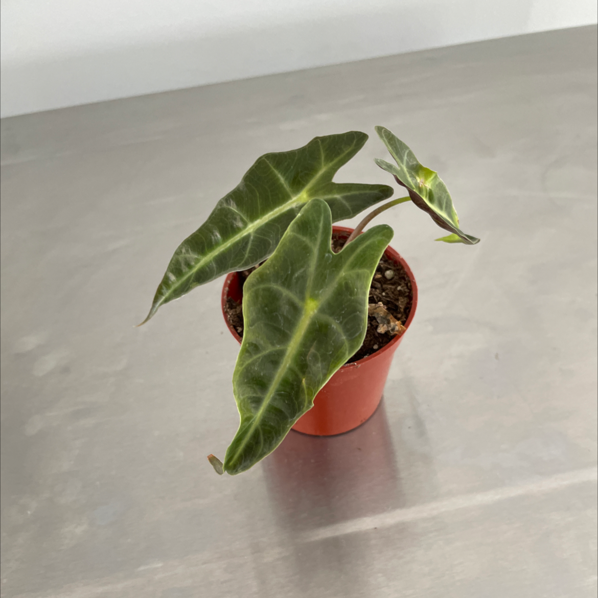 Photo of the plant species Jewel Alocasia by Melissa named Eva on Greg, the plant care app
