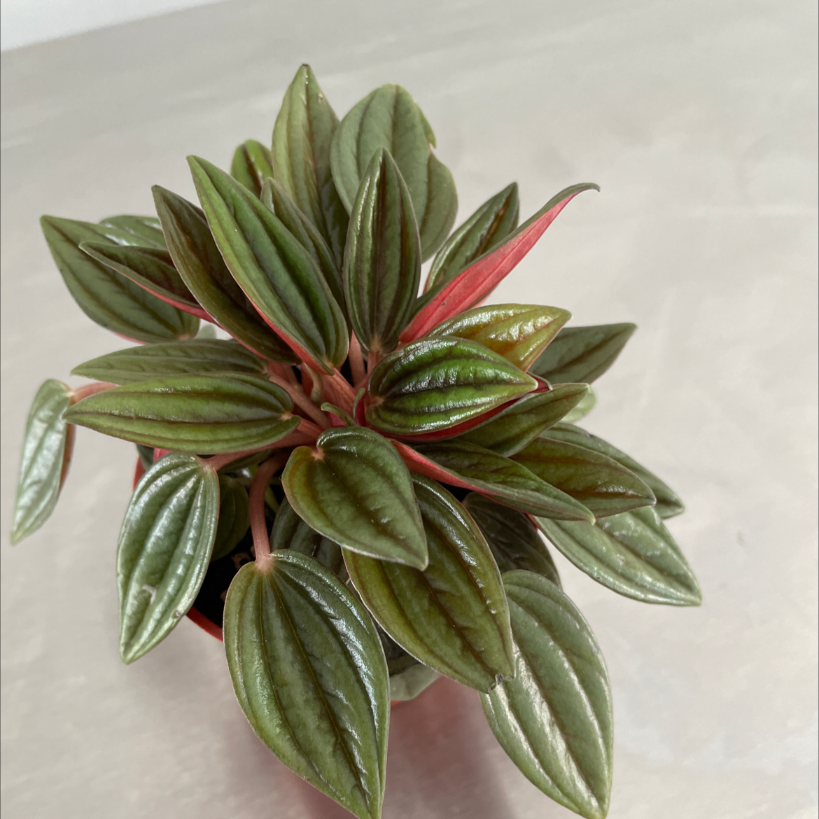 Photo of the plant species Peperomia 'Rosso' by Melissa named da Vinci on Greg, the plant care app