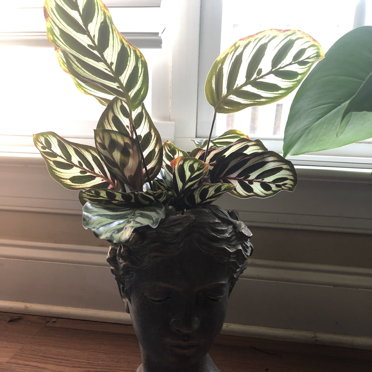 Photo of the plant species Cathedral Windows by @Megumichan named Athena on Greg, the plant care app