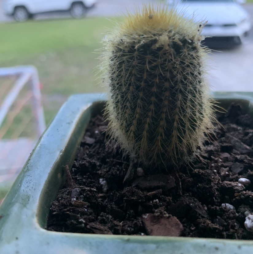 A young Saguaro cactus in a pot with visible soil.