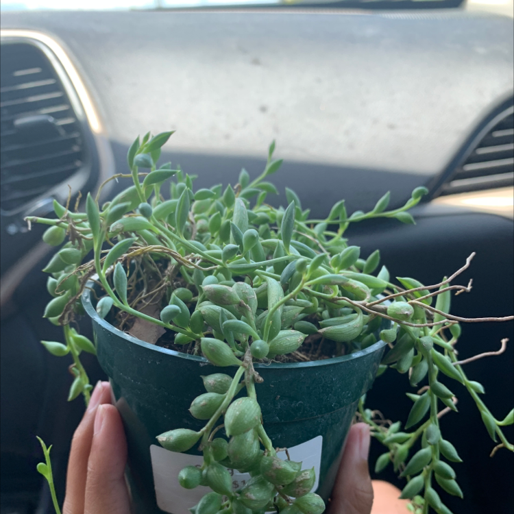 Potted String of Watermelons plant held by hands, appears healthy.
