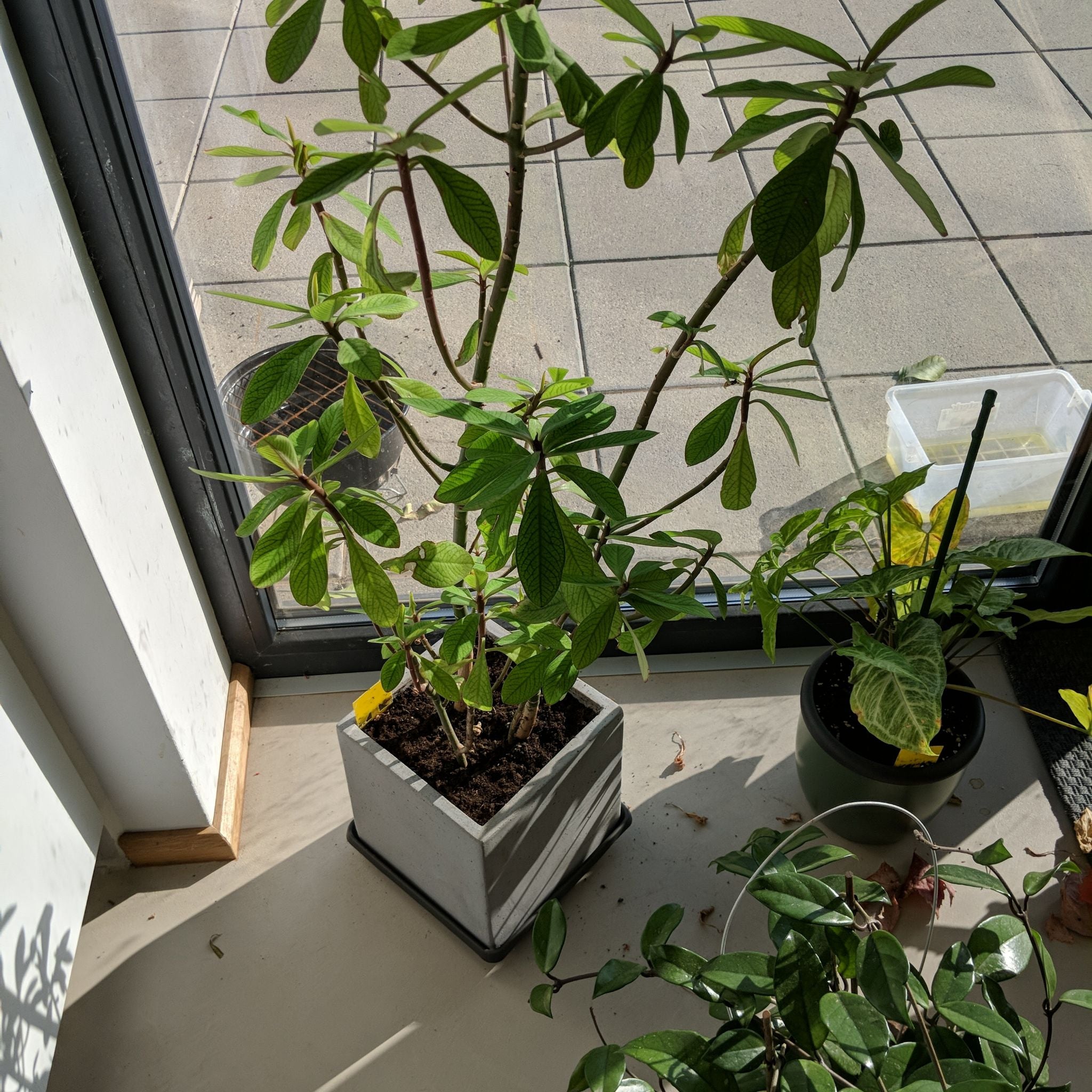 Photo of the plant species Euphorbia bicompacta by @BigtimeTorgrass named African milkbush on Greg, the plant care app