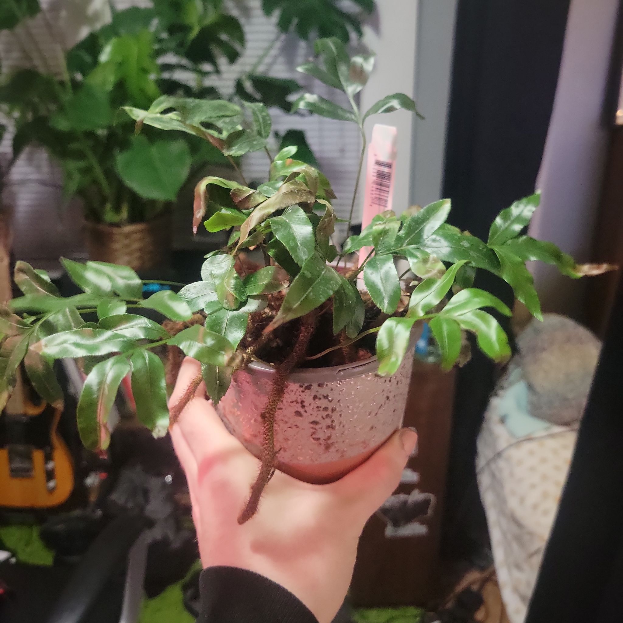 Plant care for Davallia Fern on Greg, the plant care app