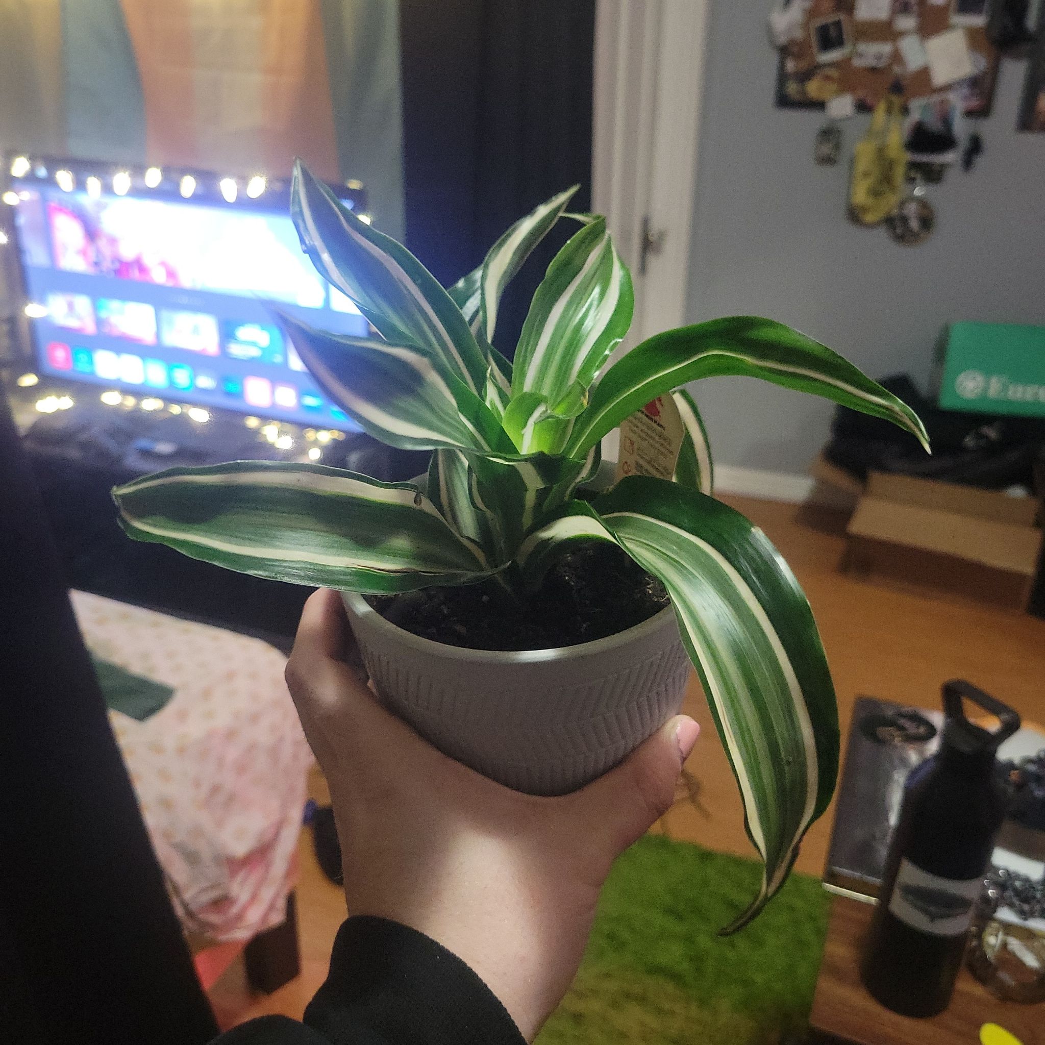 White Jewel Dracaena plant held by a hand, with vibrant green and white striped leaves.