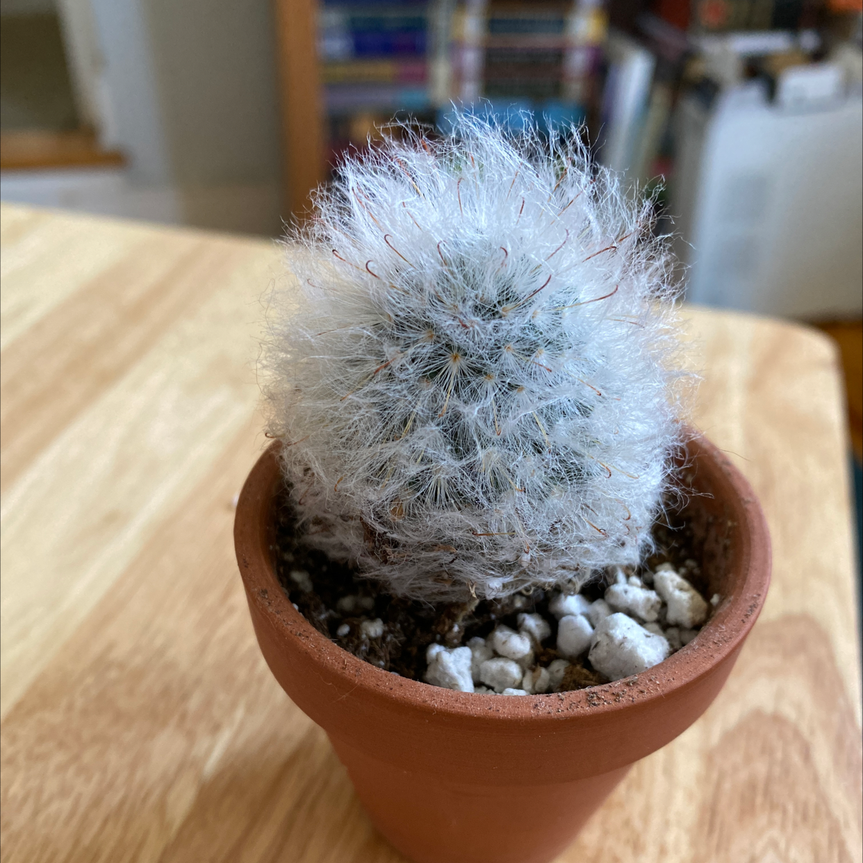 Powder Puff Cactus in a terracotta pot with visible soil.