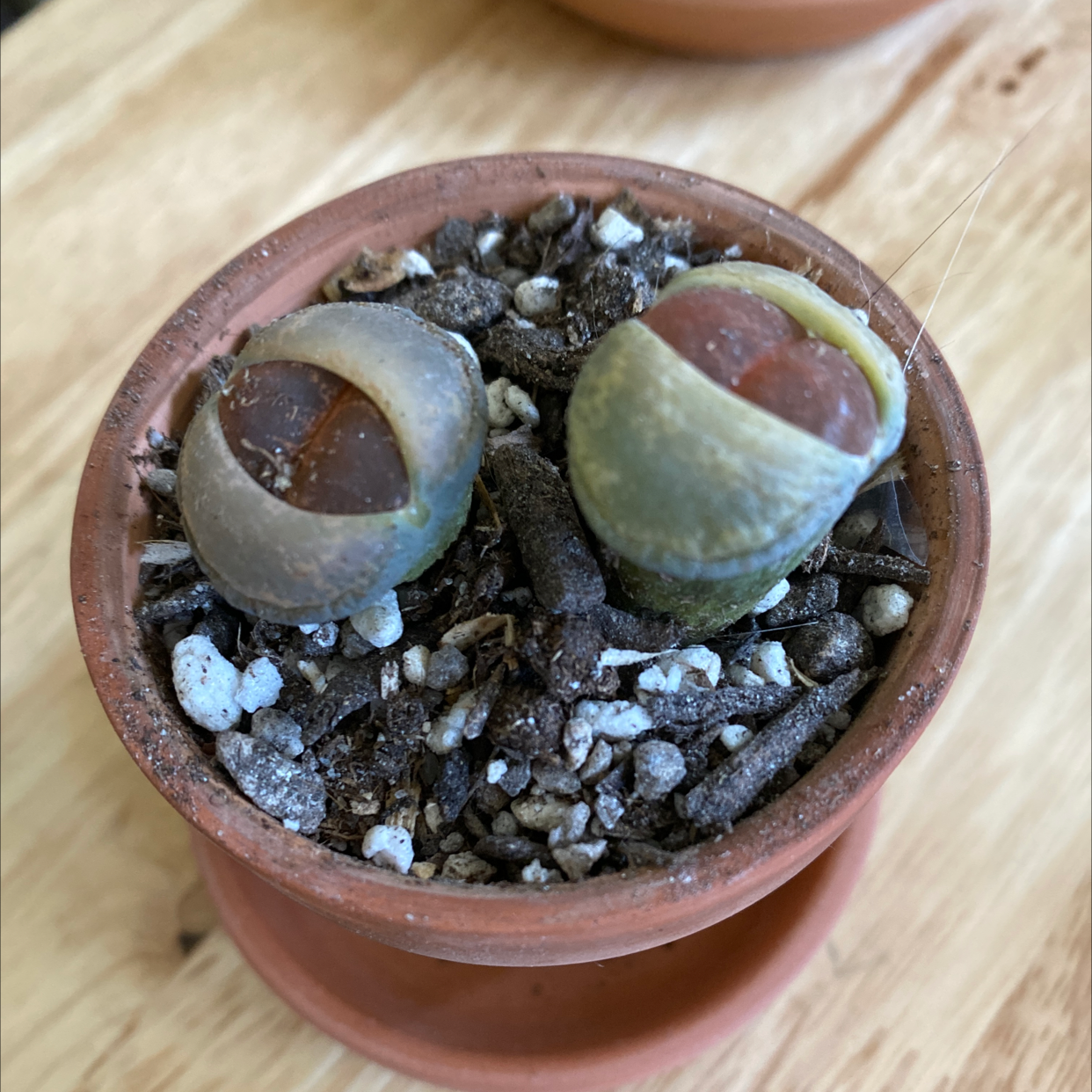 Lithops bromfieldii plant in a small pot with visible soil.