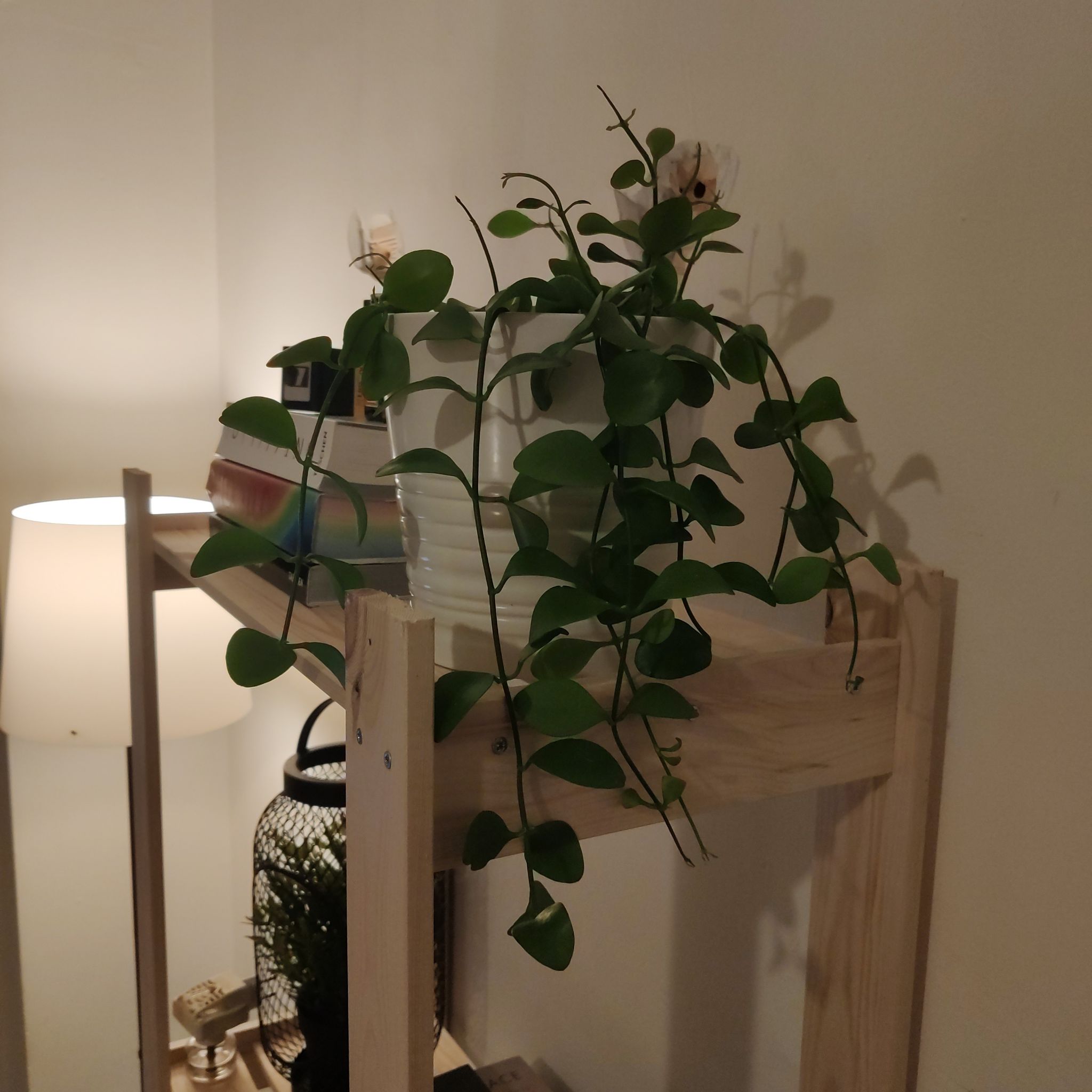 Dischidia imbricata plant with green leaves on a wooden shelf indoors.