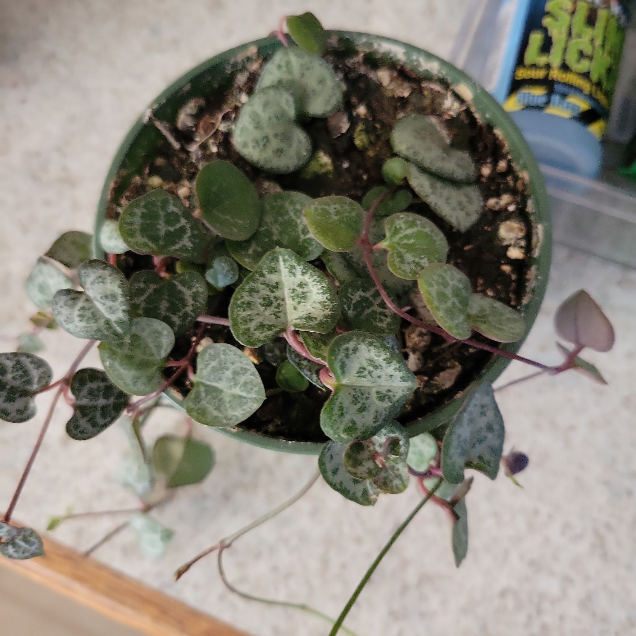 Photo of the plant species String of Hearts by @HonestLemon named Poison ivy on Greg, the plant care app
