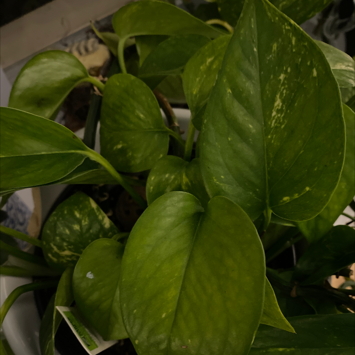 Taro Vine plant photo by @Hithisisjenn named Goldie Hawn on Greg, the plant care app.