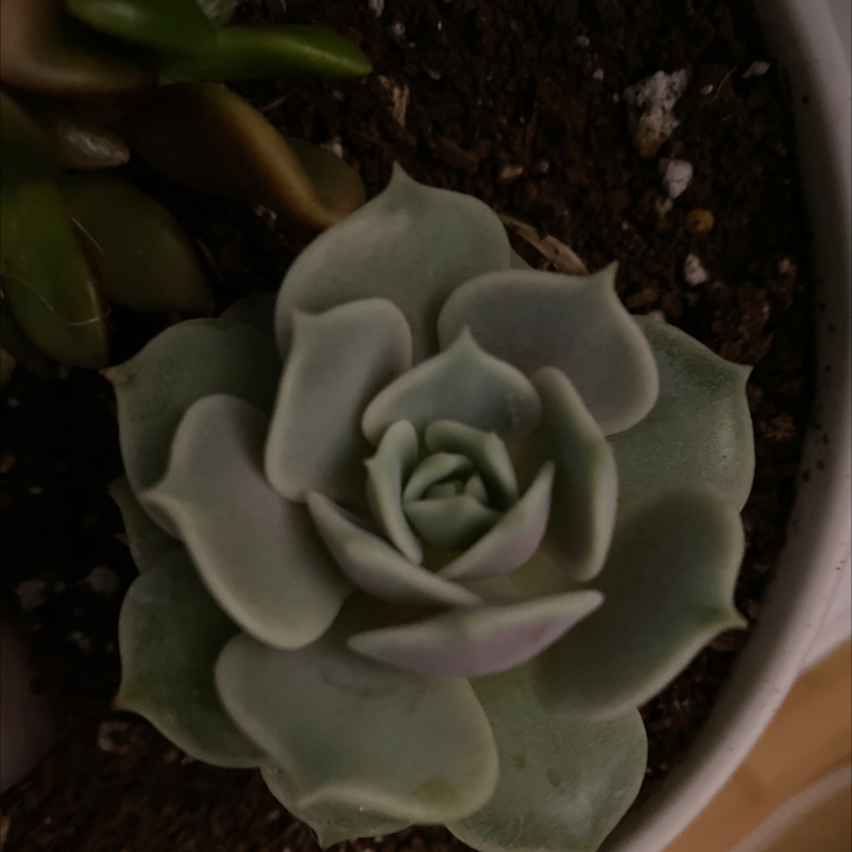 Image of an Echeveria 'Lola' succulent in a pot with visible soil.