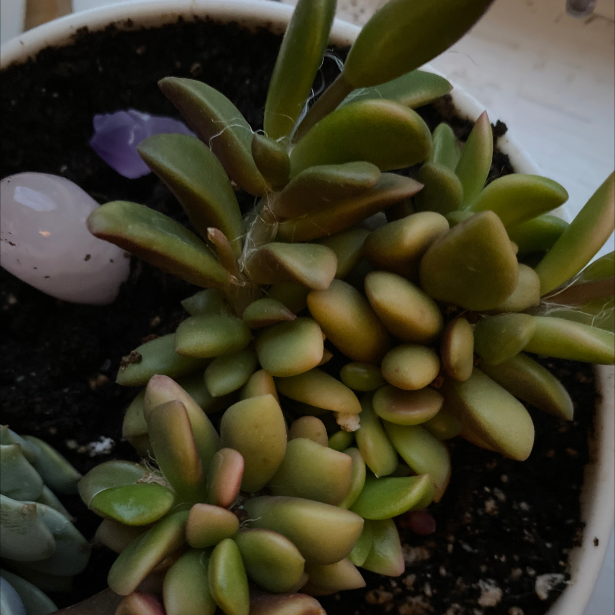 Anacampseros 'Sunrise' succulent plant in a pot with visible soil.