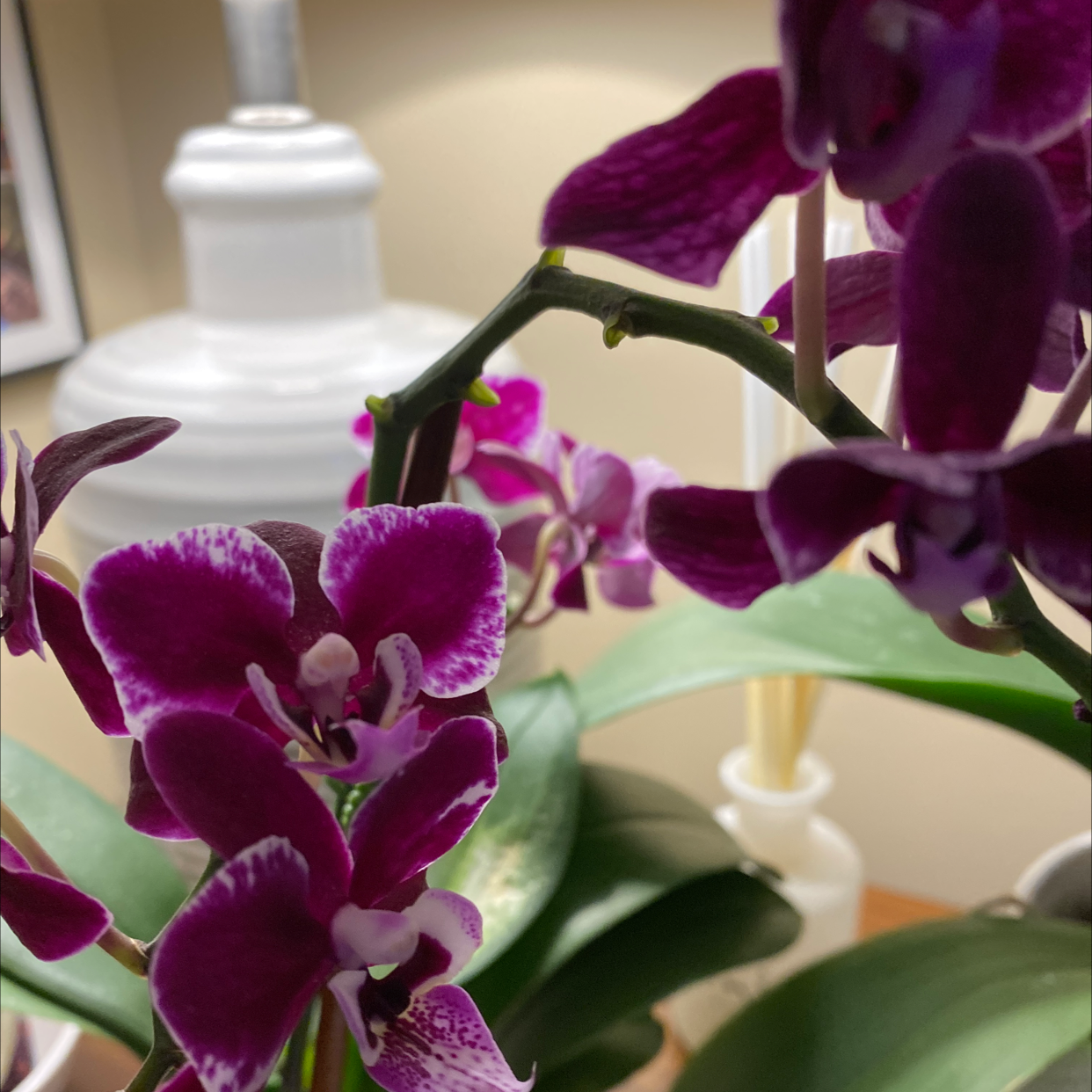 Mini Phalaenopsis Orchid with vibrant purple flowers and green leaves.