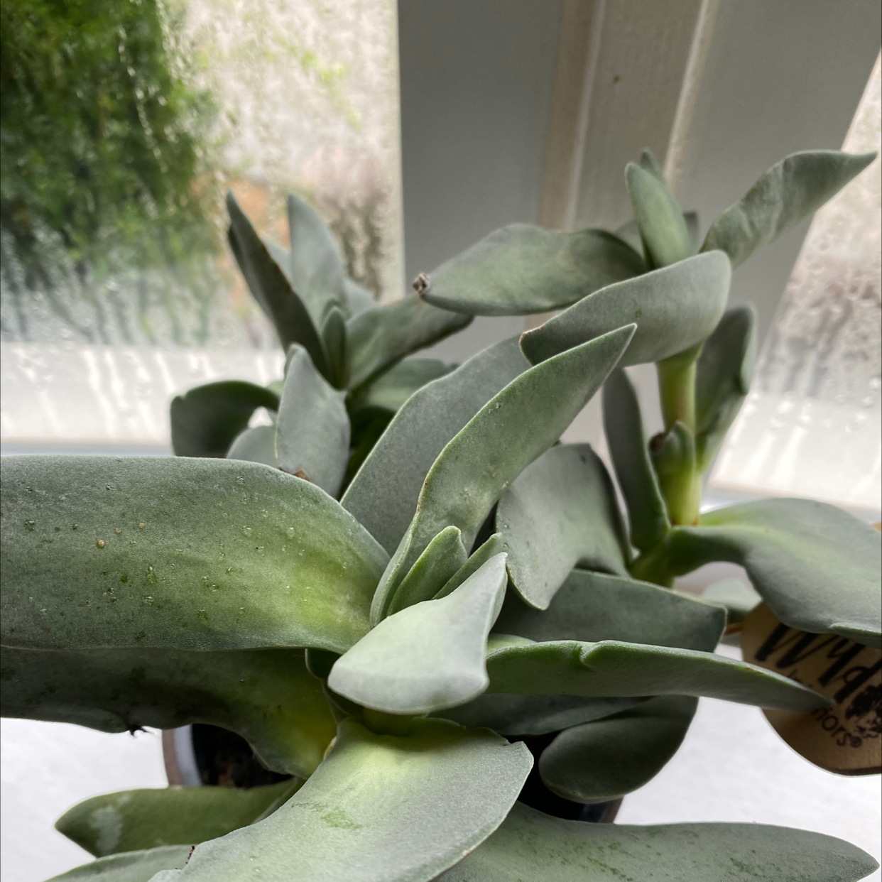 Healthy succulent plant with thick green leaves near a window.