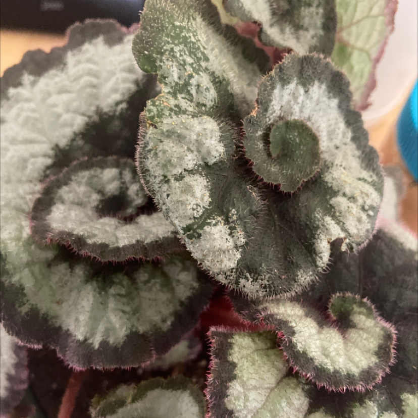 Close-up of a Strawberry Begonia plant with variegated leaves.