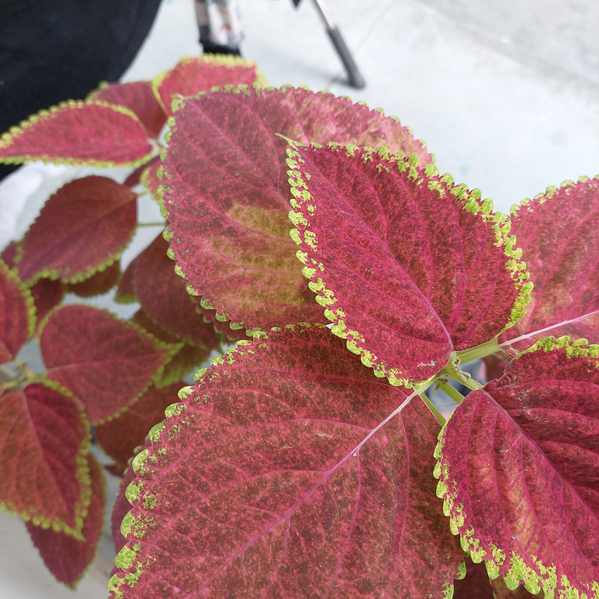 Photo of the plant species Coleus by @LiberatingMum named Marilyn on Greg, the plant care app