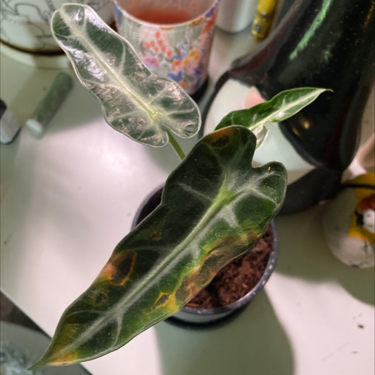 Green Velvet Alocasia plant with some browning leaves in a pot.