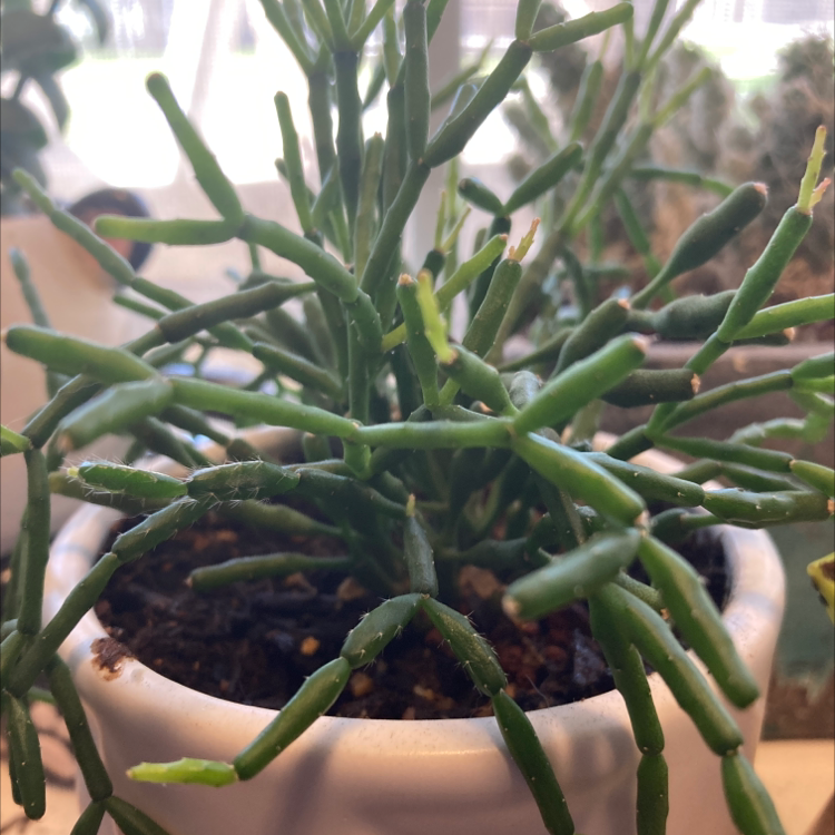 Dancing Bones plant in a white pot with visible soil, healthy green stems, well-framed and in focus.