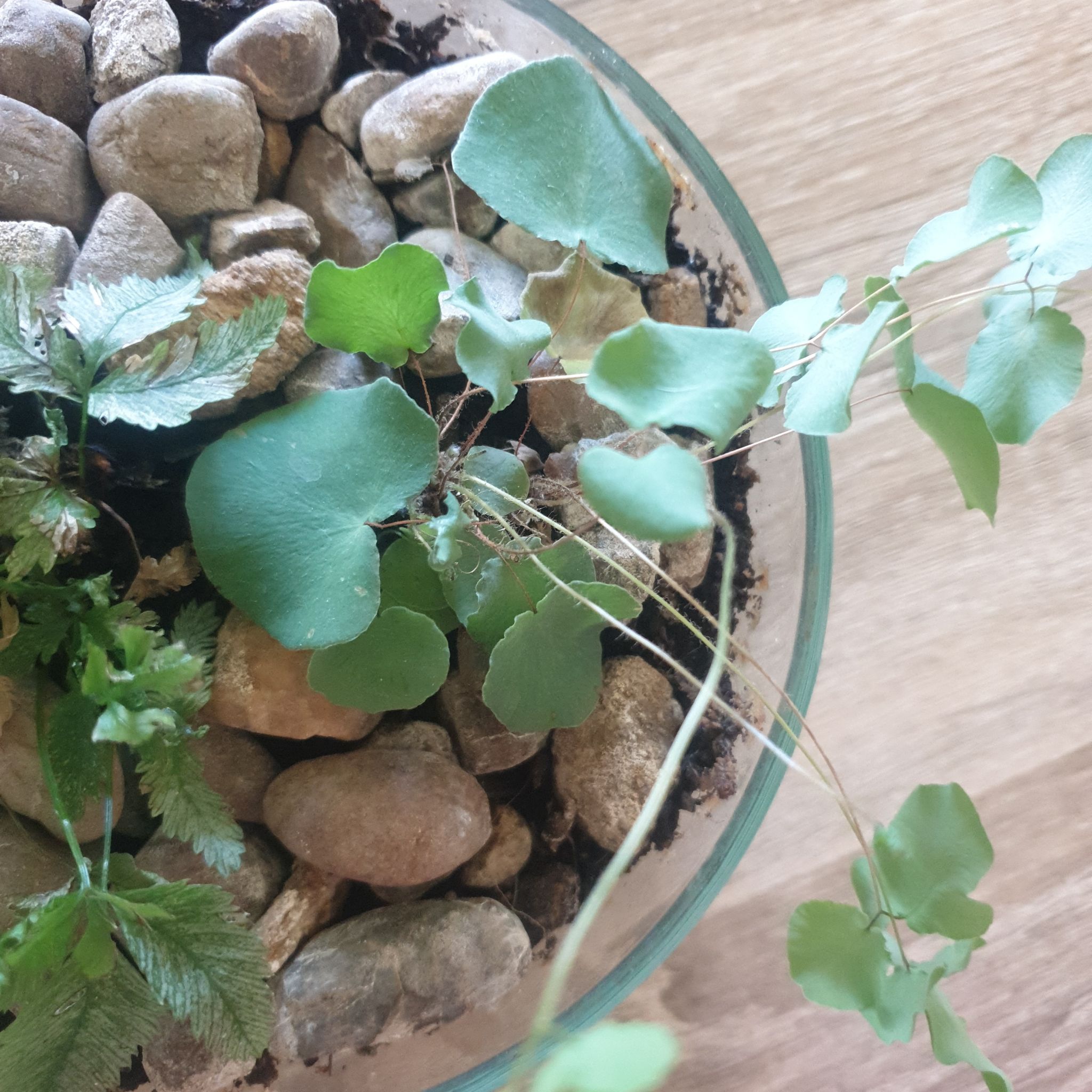 California Maidenhair Fern in a glass container with rocks and soil, showing slight leaf discoloration.