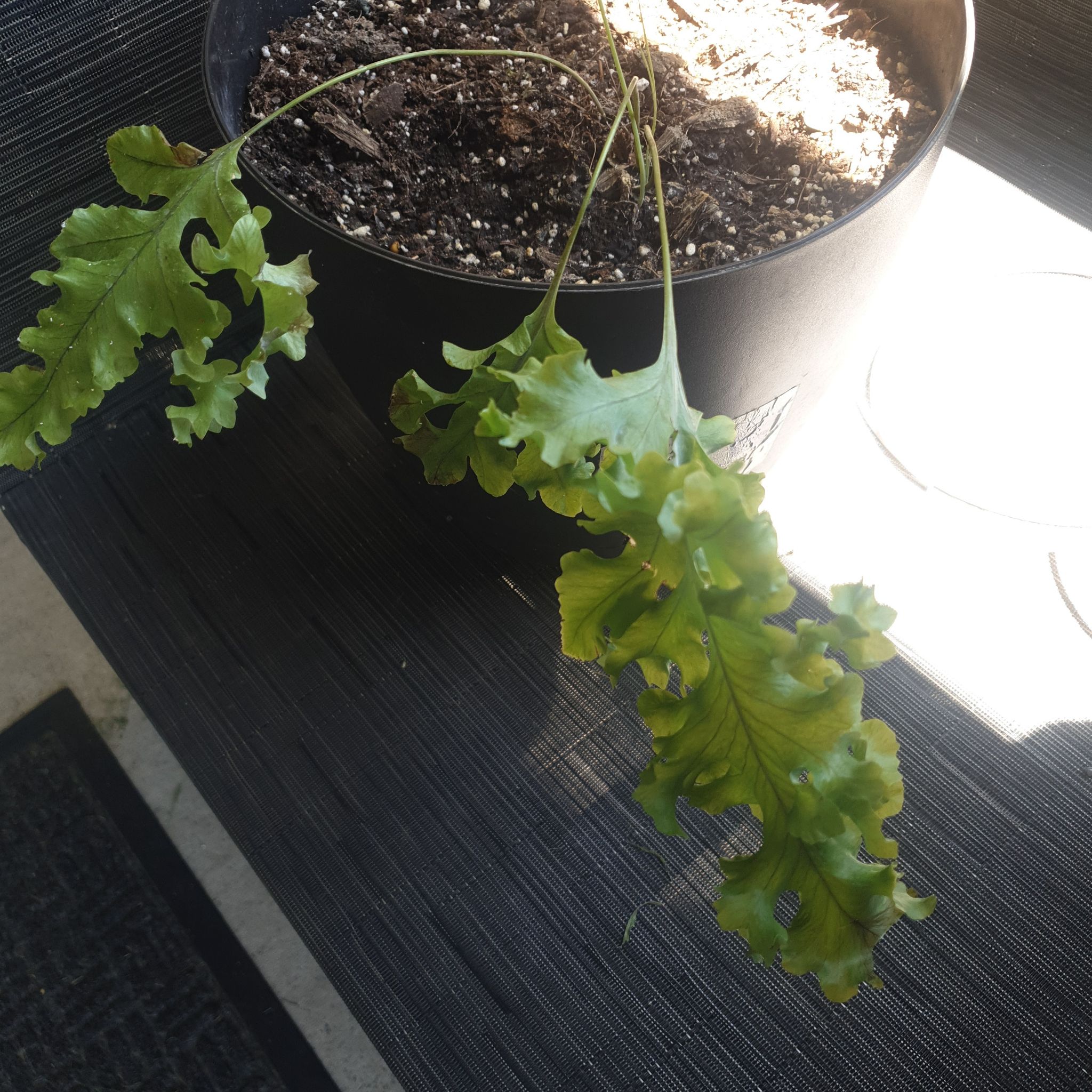 Potted Phlebodium 'Davana' plant with wavy, lobed leaves showing yellowing and browning.