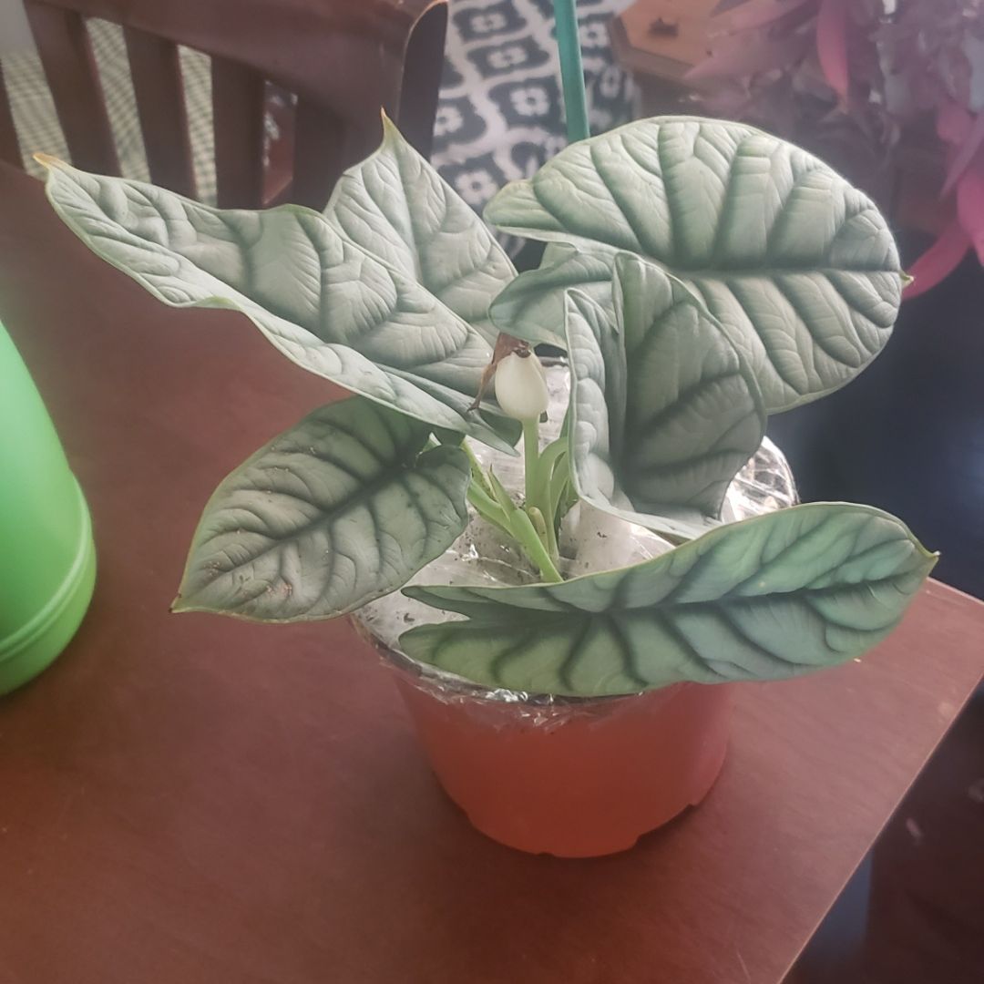 Alocasia 'Rugosa' plant in a pot with healthy leaves, well-framed and centered.