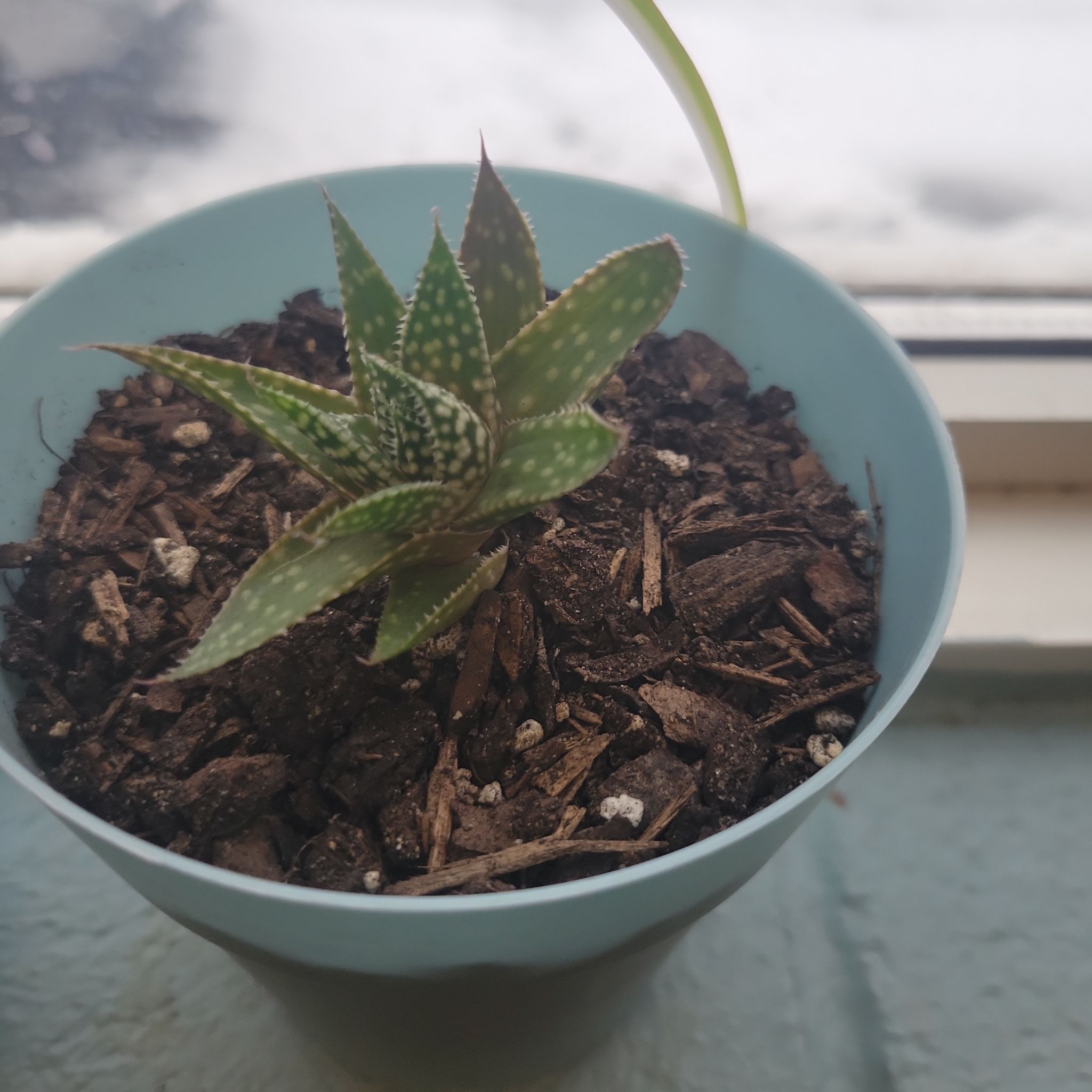 Photo of the plant species Gasteraloe 'Bedinghausii' by @PlayfulUrnplant named Nithin on Greg, the plant care app