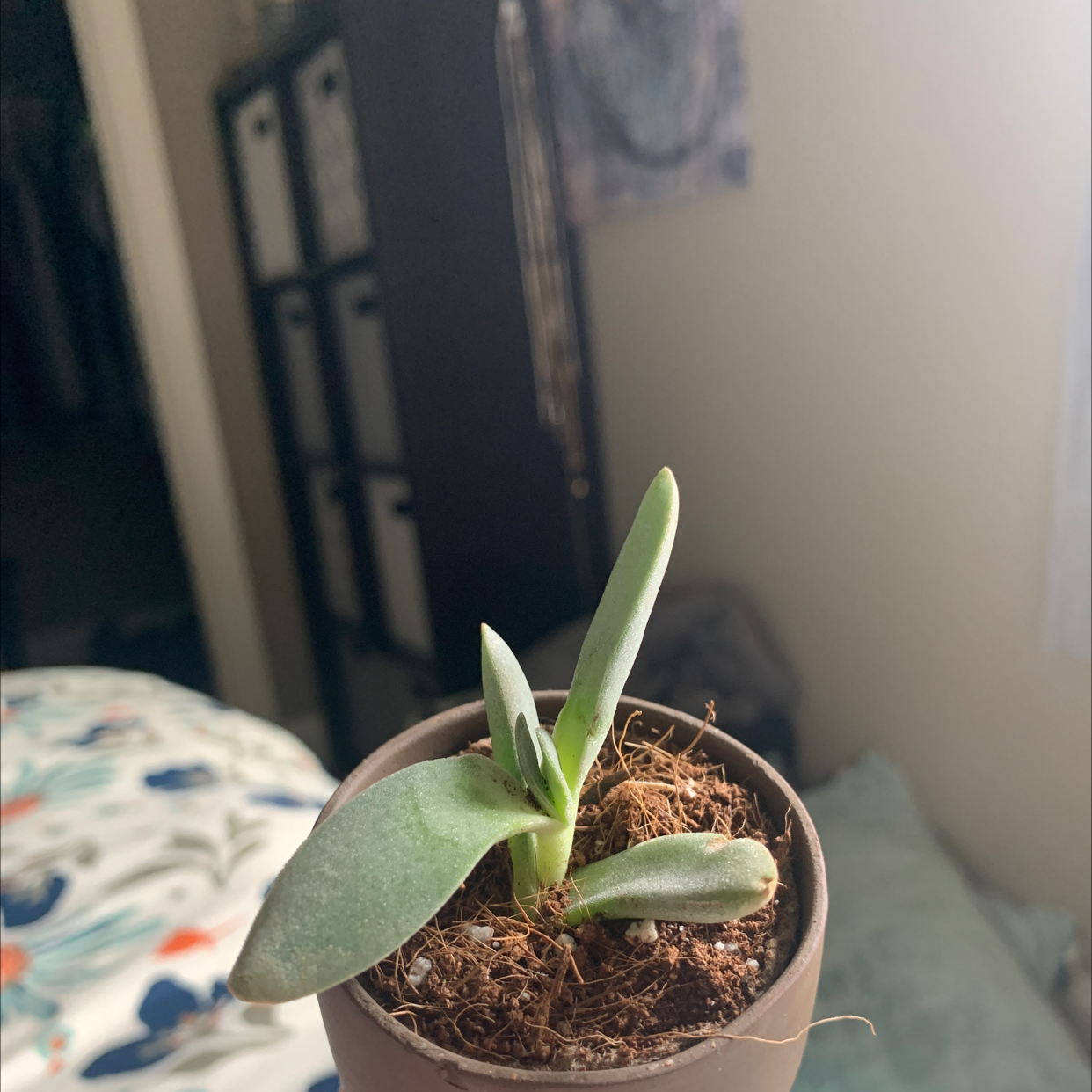 Small potted succulent plant with thick, green leaves in an indoor setting.