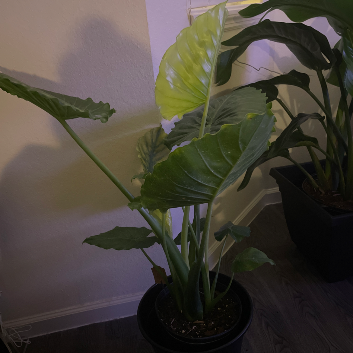 Potted Elephant Ear Philodendron plant indoors with large, broad leaves.