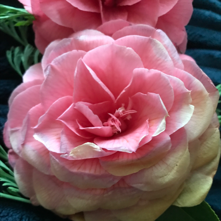 Why Are There Brown Spots on My Camellia Leaves?