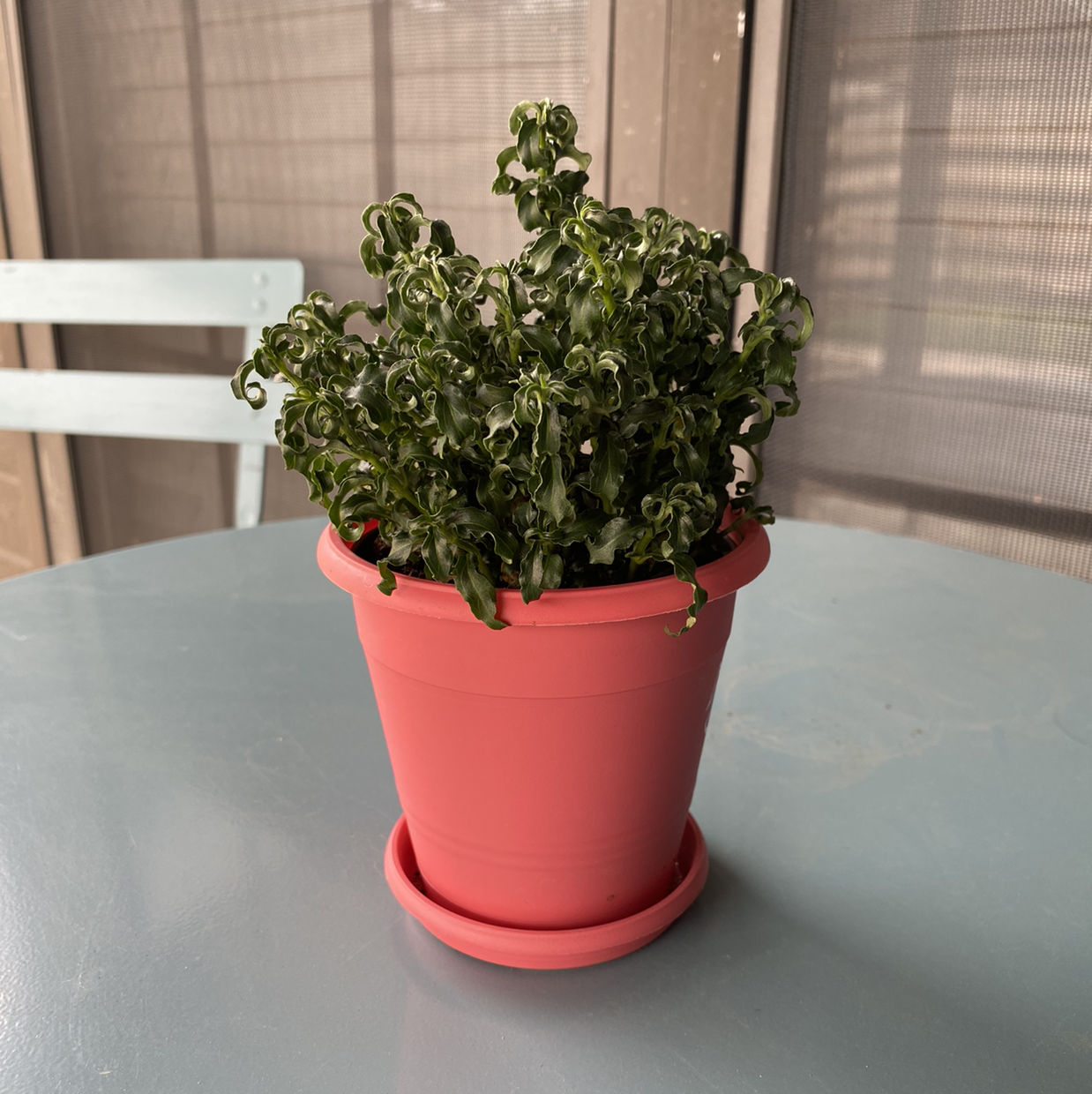 Potted Hairy Joyweed plant with curly green leaves on a table.