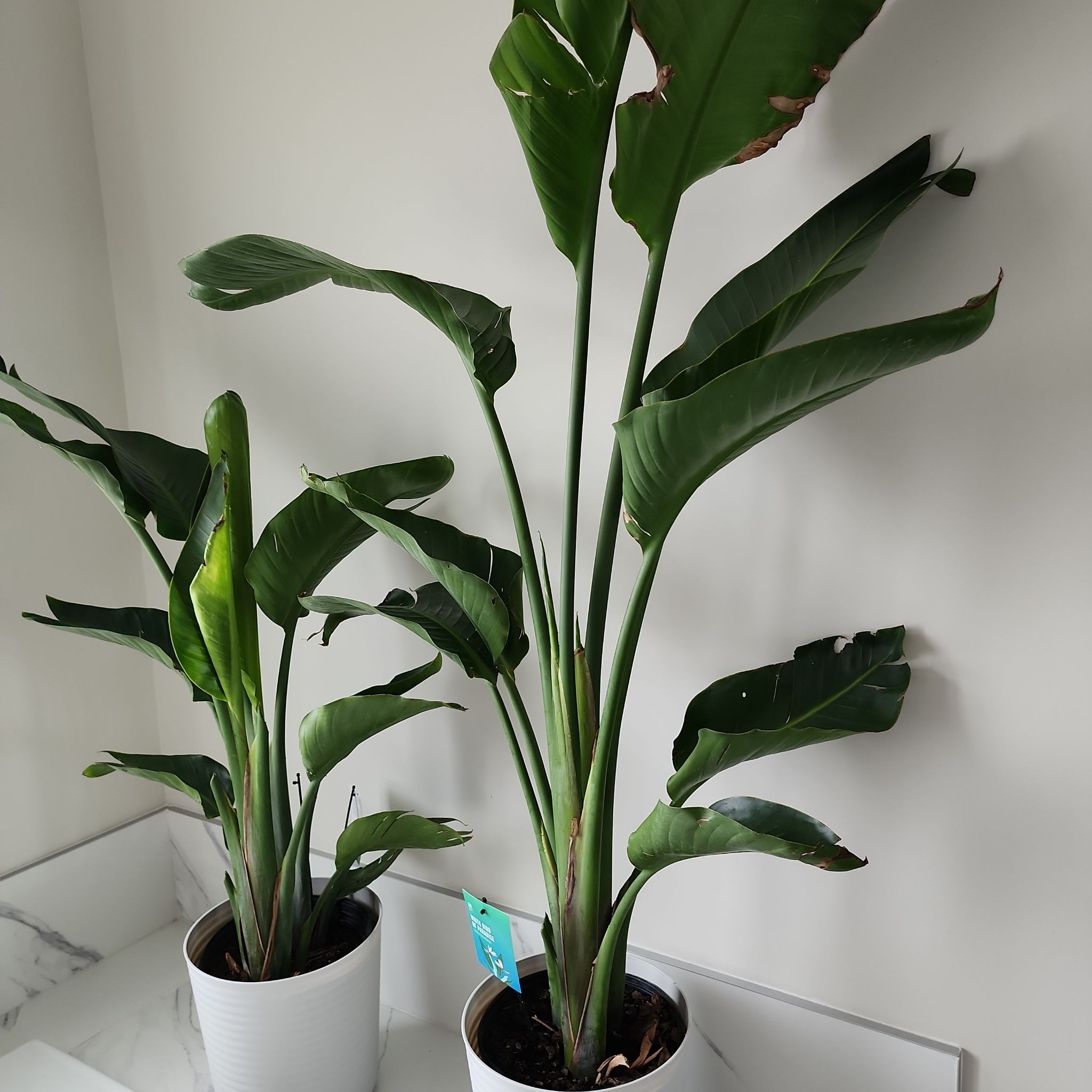 Photo of the plant species White Bird of Paradise by @FragrantAlula named Bird of Paradise on Greg, the plant care app