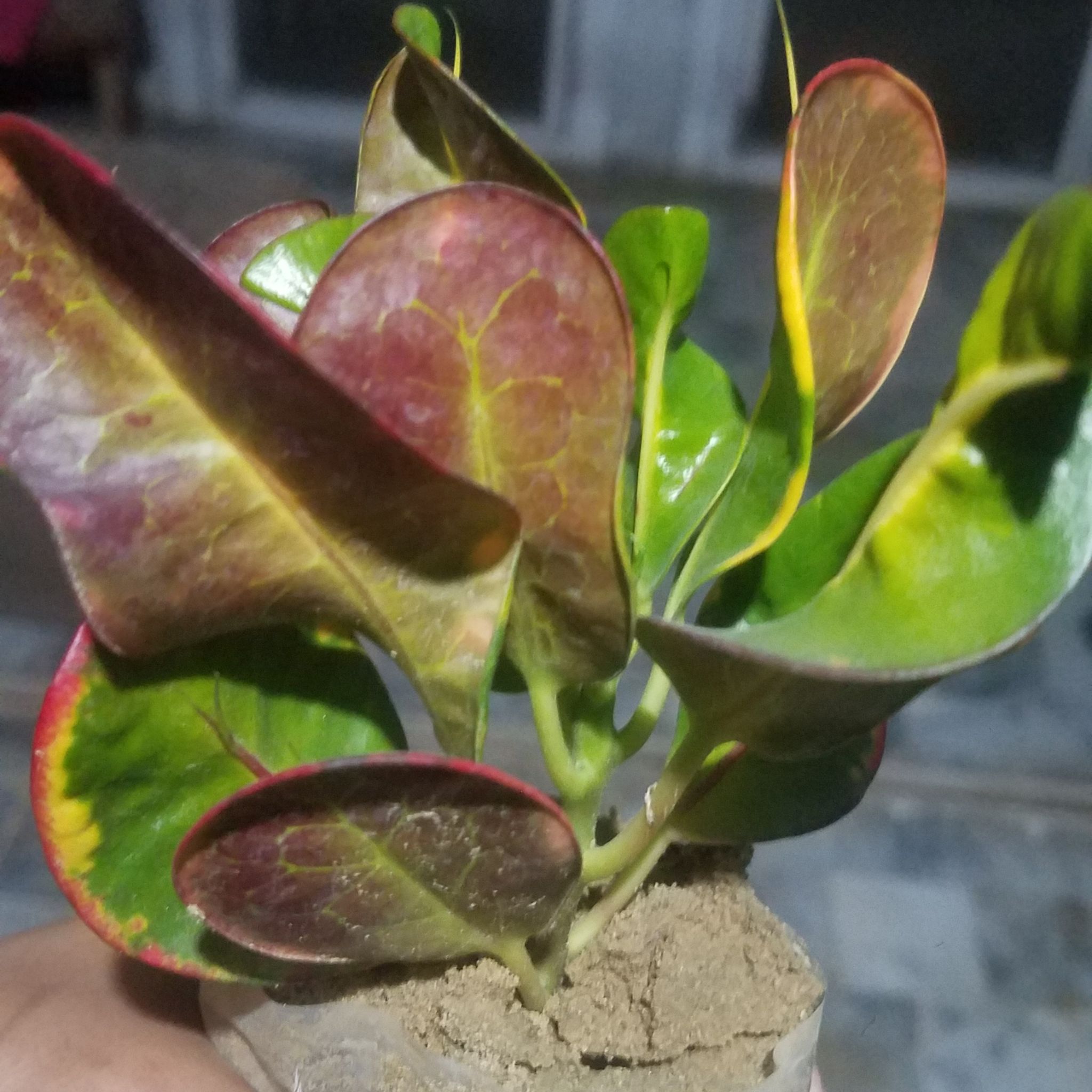 Photo of the plant species Mother and Daughter Croton by @TutorMint named Croton on Greg, the plant care app