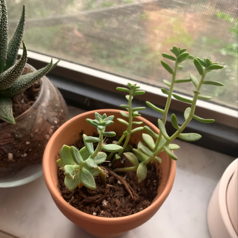 Photo of the plant species Crypto Becketti by Nova named piggy pot on Greg, the plant care app